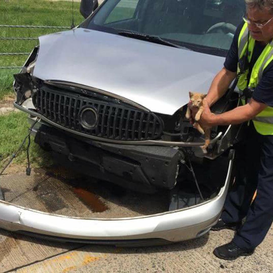 arkansas cat rescued crashed vehicle
