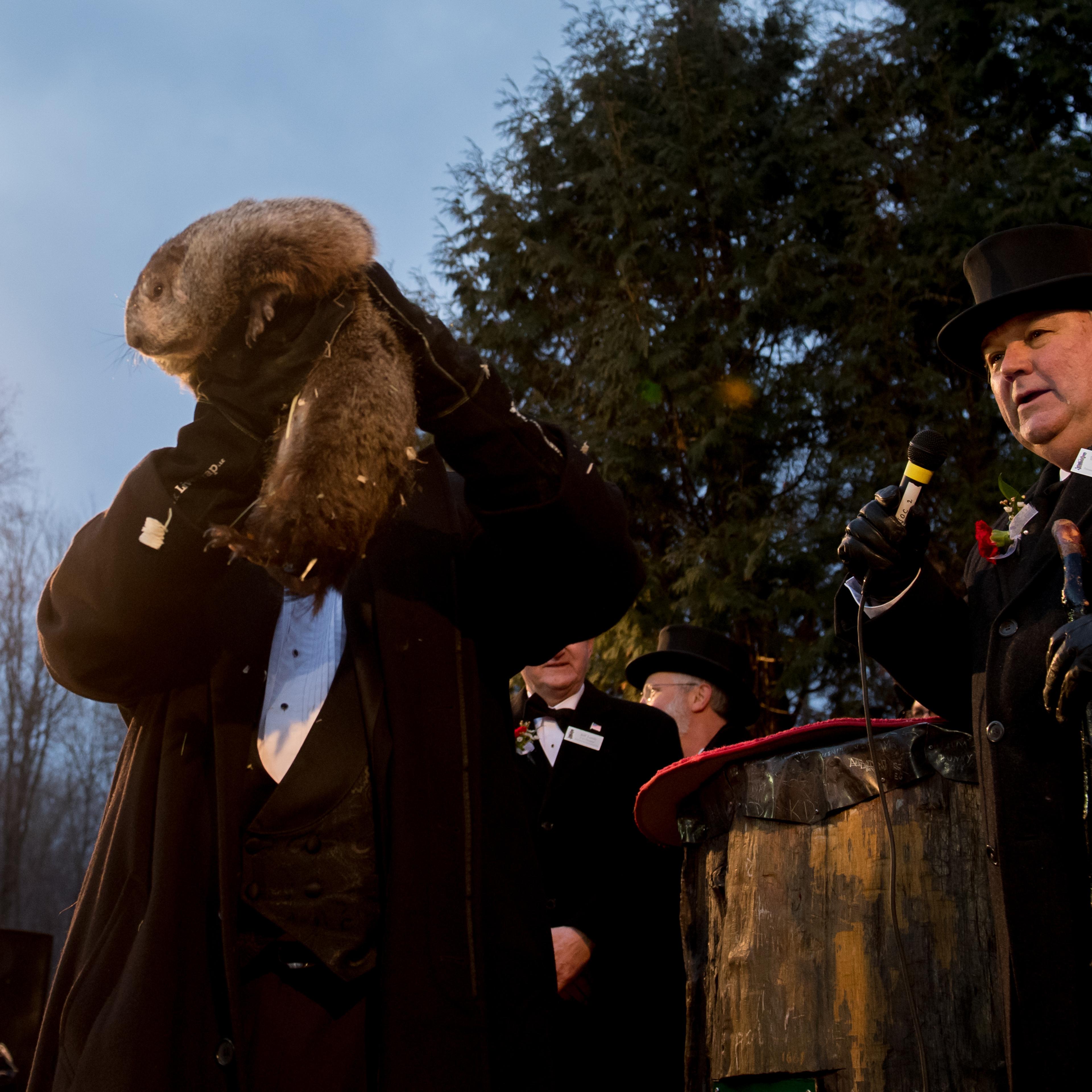 Punxsutawney Phil on Groundhog Day