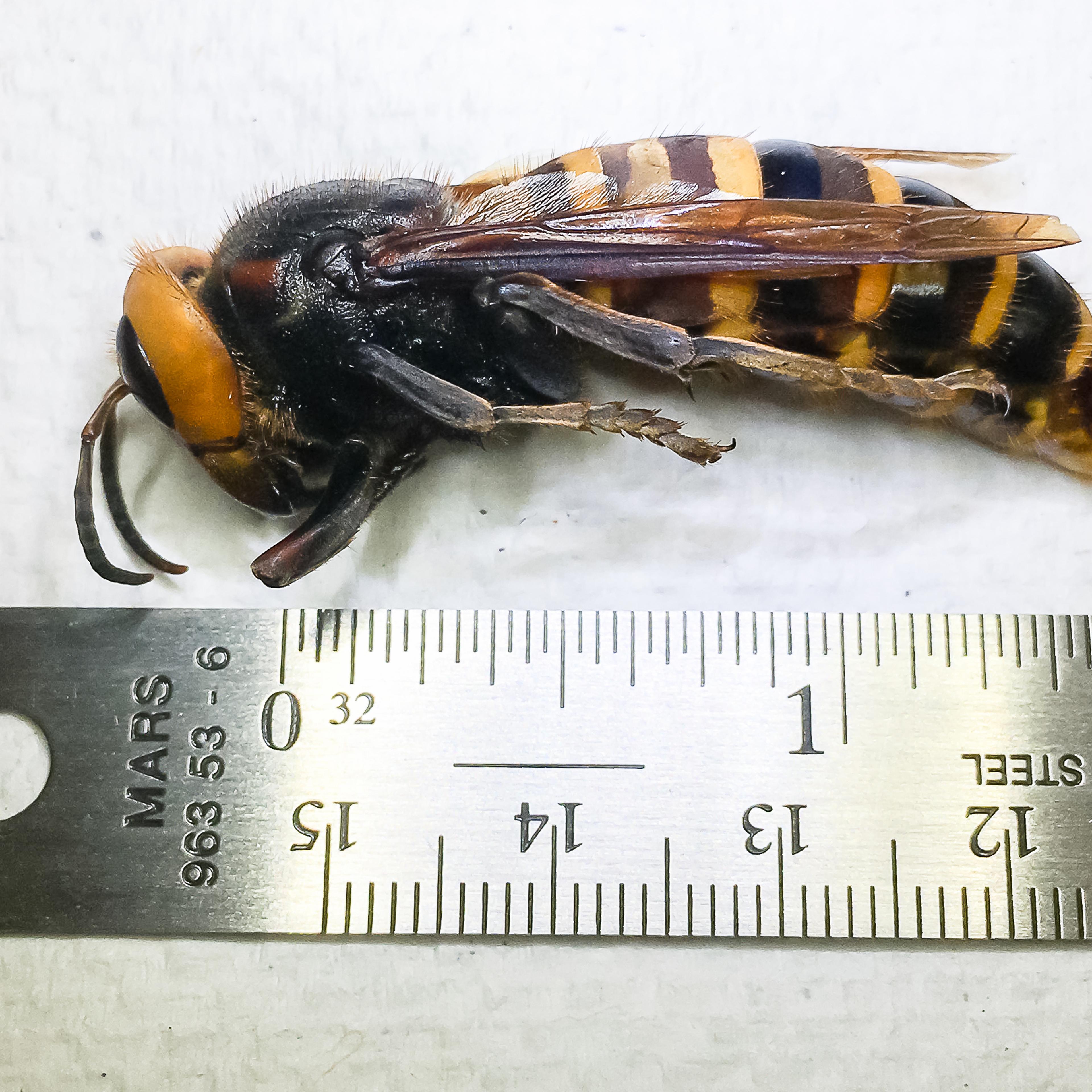 murder hornets Washington trapped