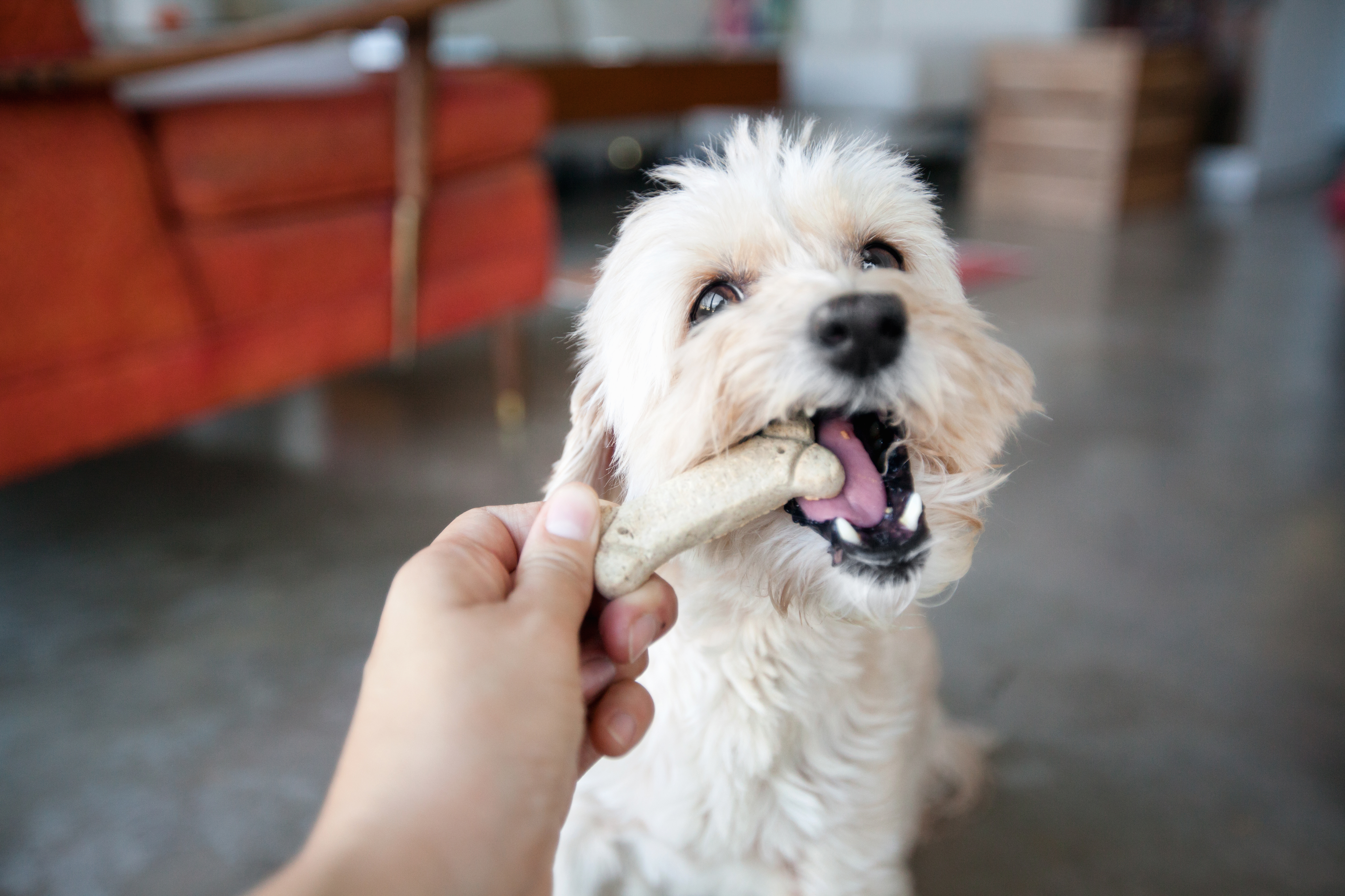Dog Treat