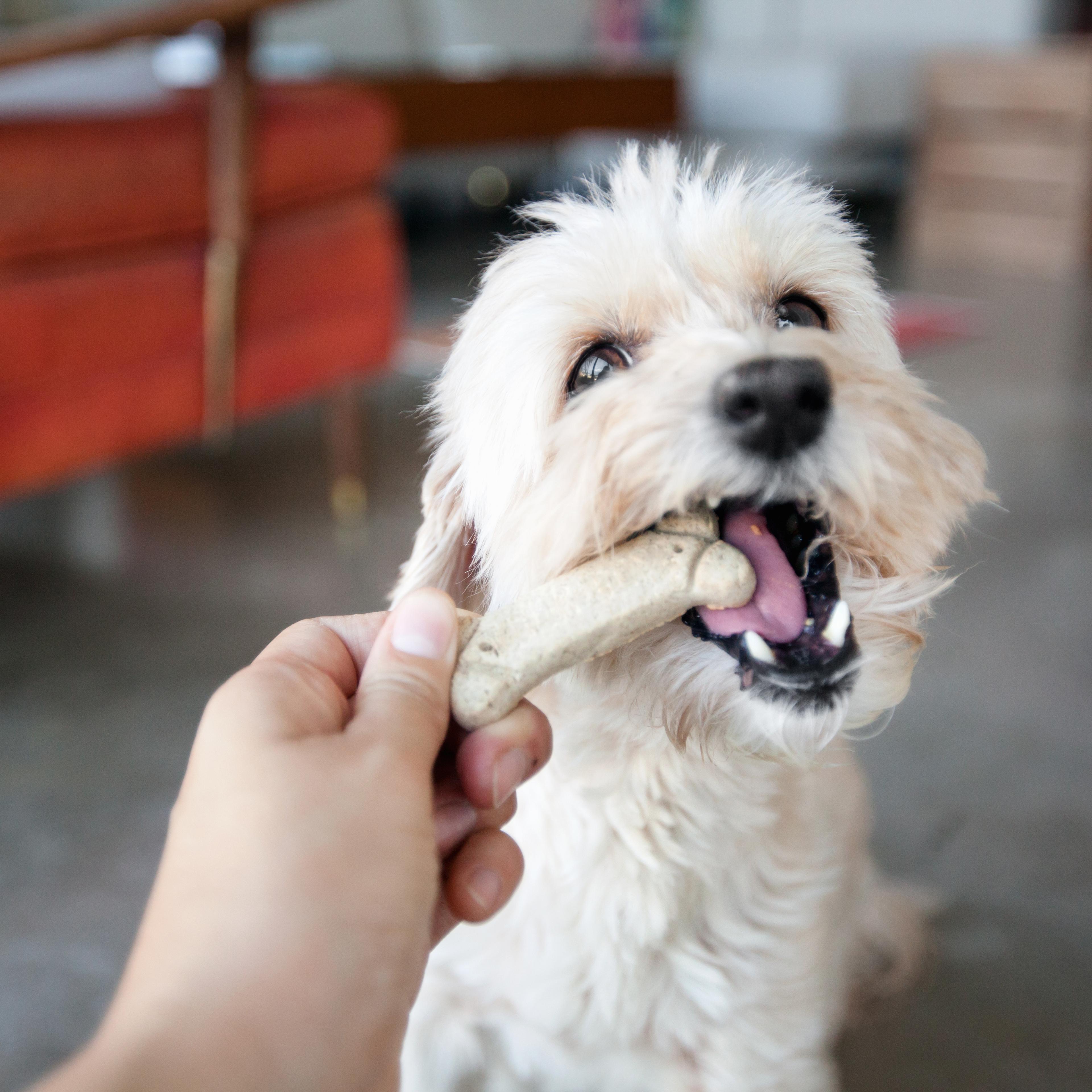 Dog Treat
