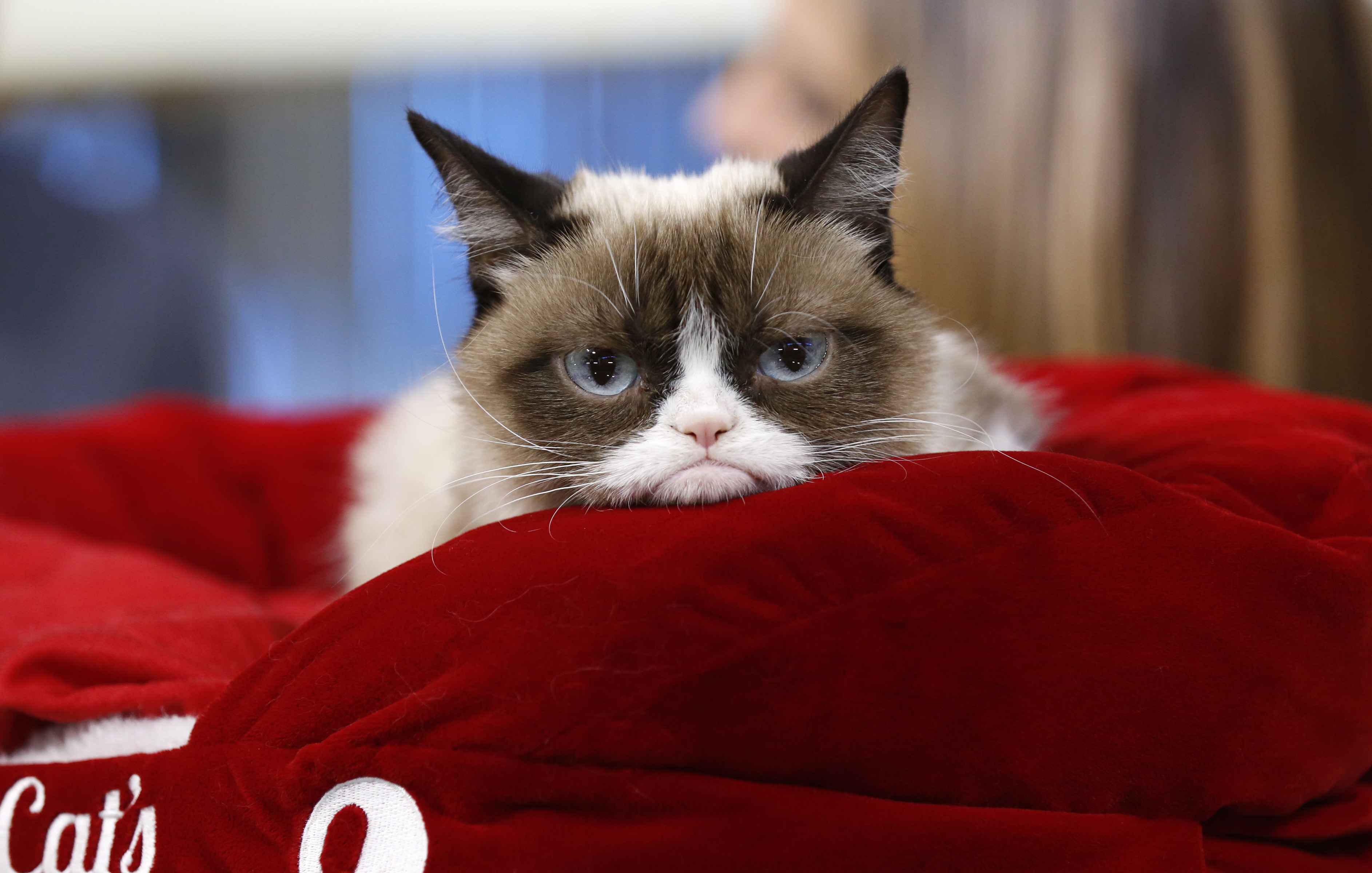 Grumpy Cat Worth $100 Million