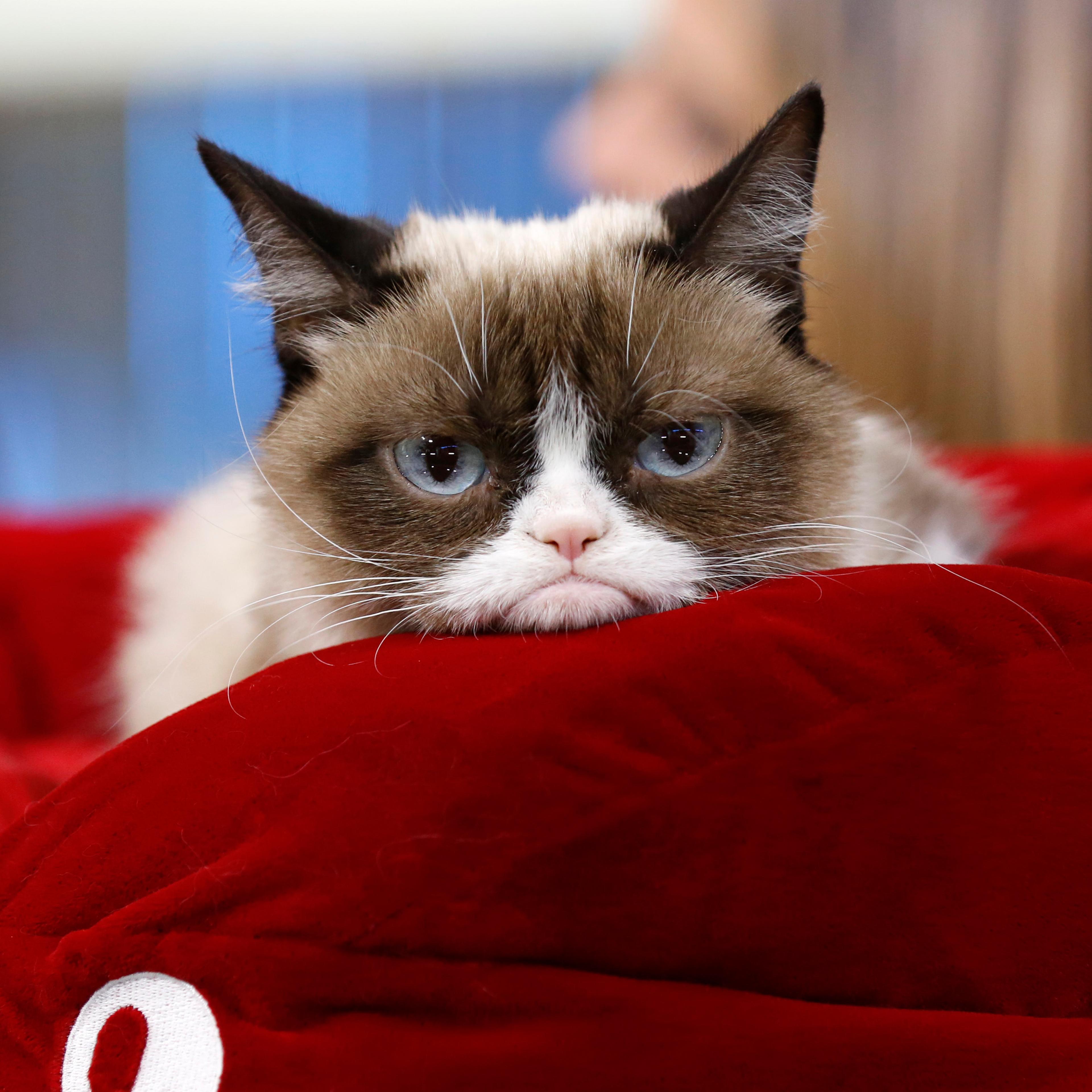Grumpy Cat Worth $100 Million