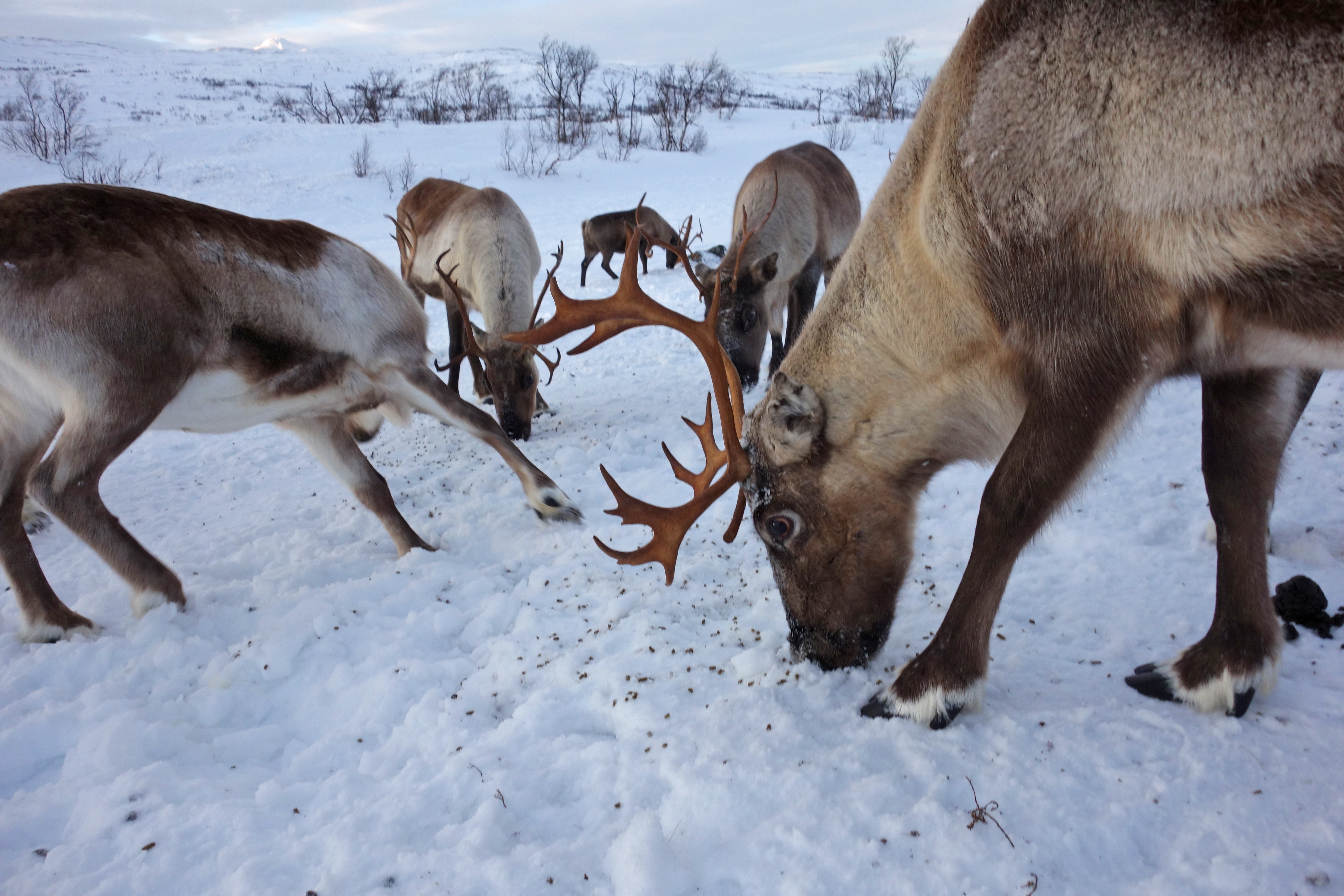 Sami Reindeer Herding