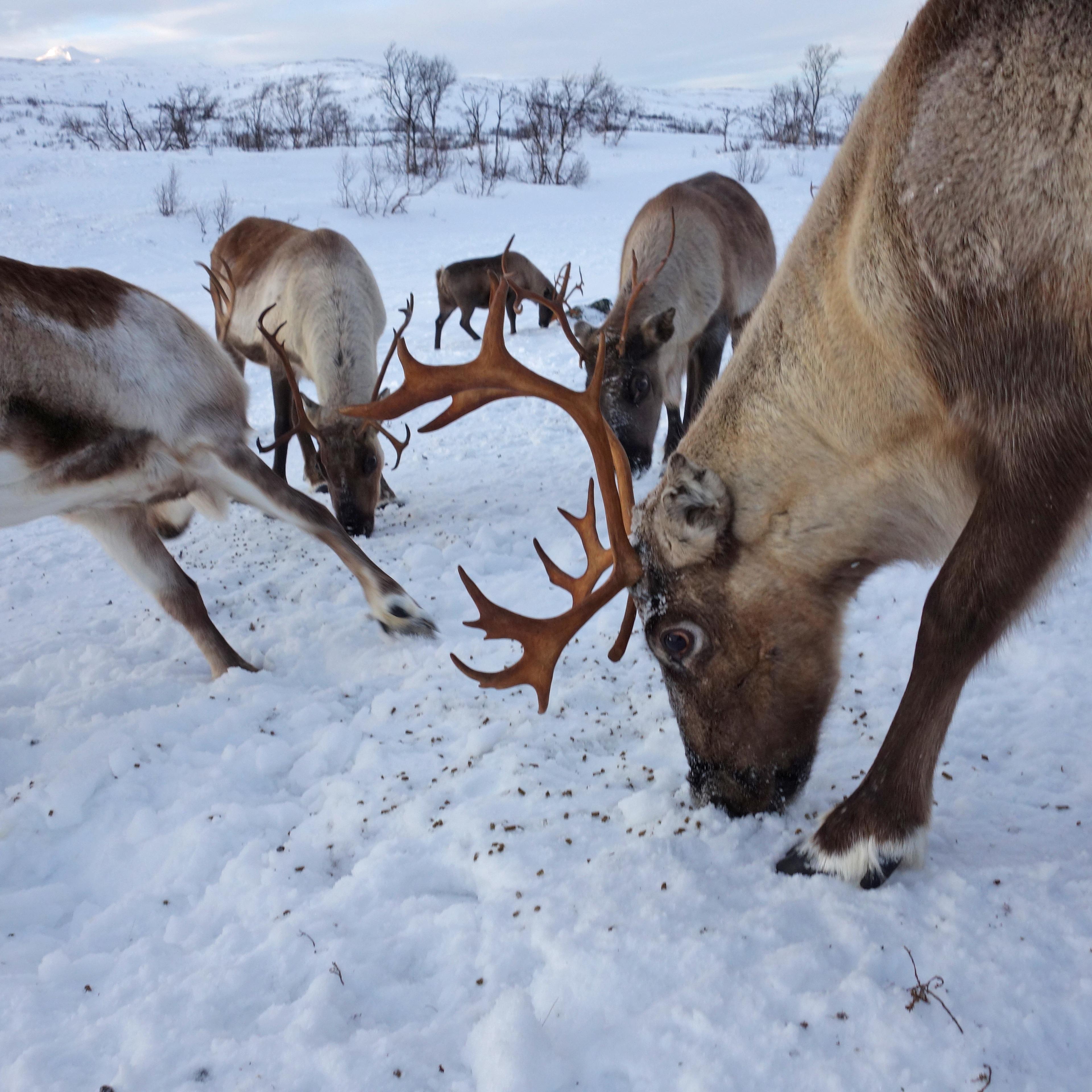Sami Reindeer Herding