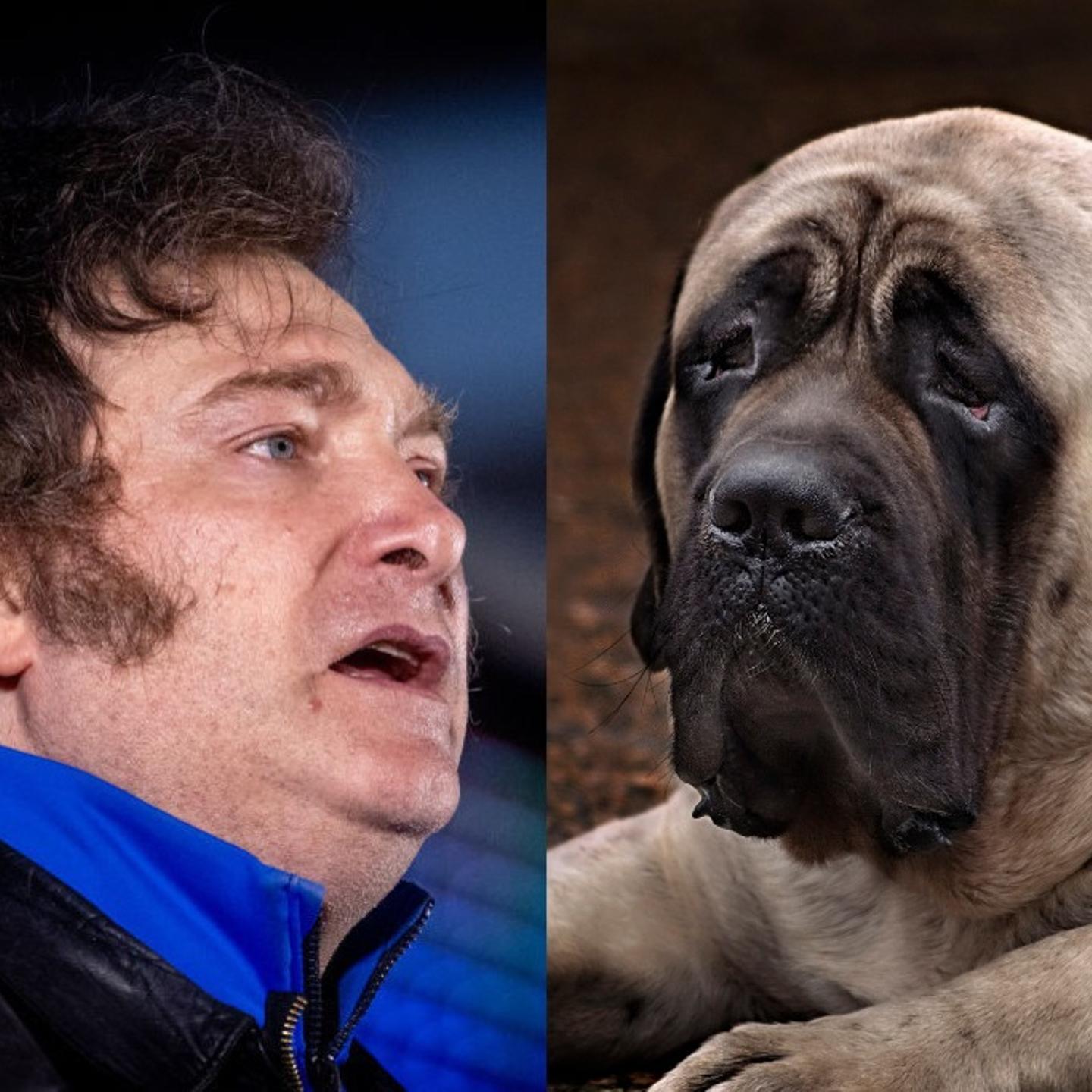 javier milei english mastiff dog