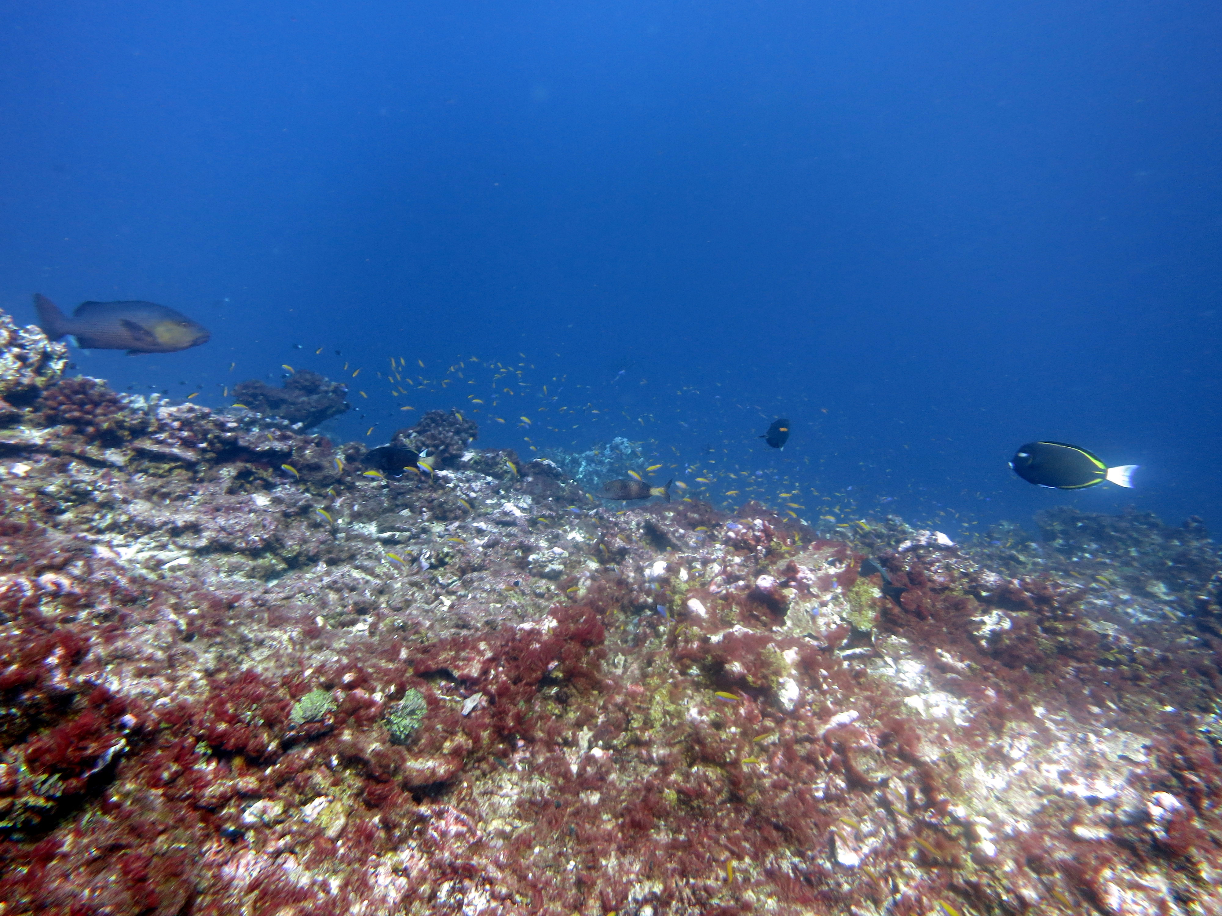 Coral Death