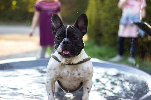 French bulldog having a bath in the city fountain on a hot spring day