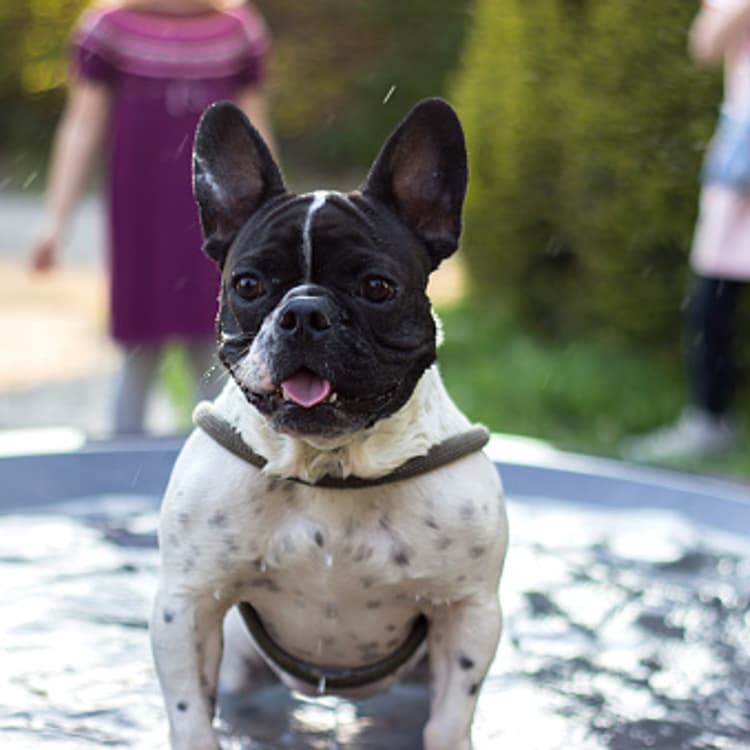 French bulldog having a bath in the city fountain on a hot spring day