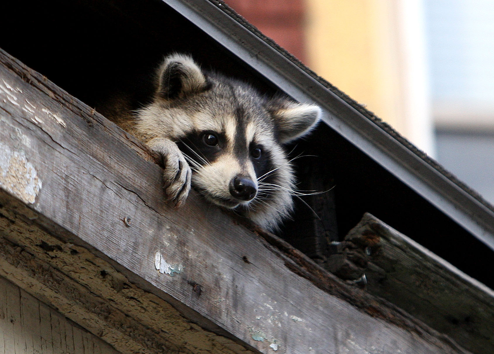 Racoon In Boston