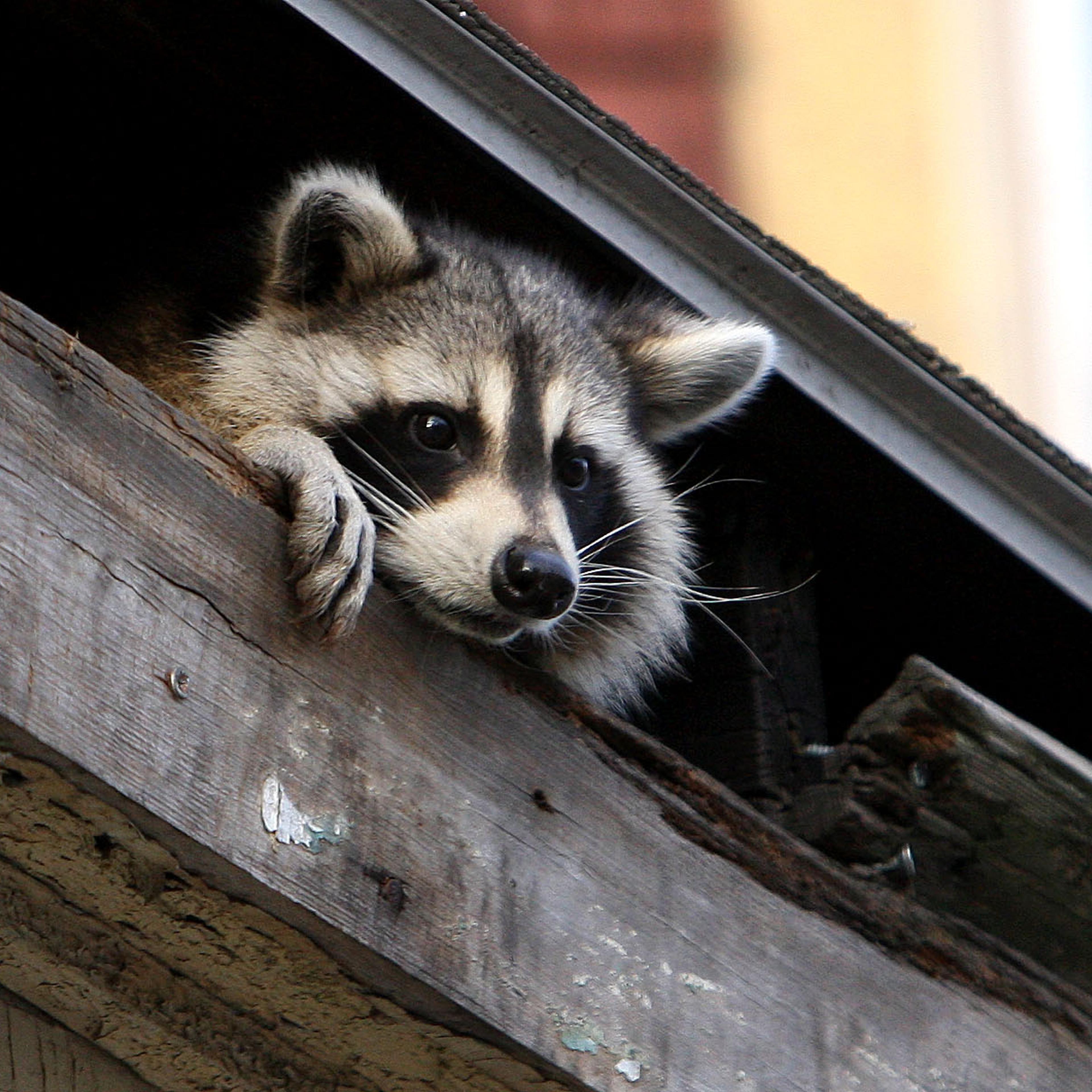 Racoon In Boston