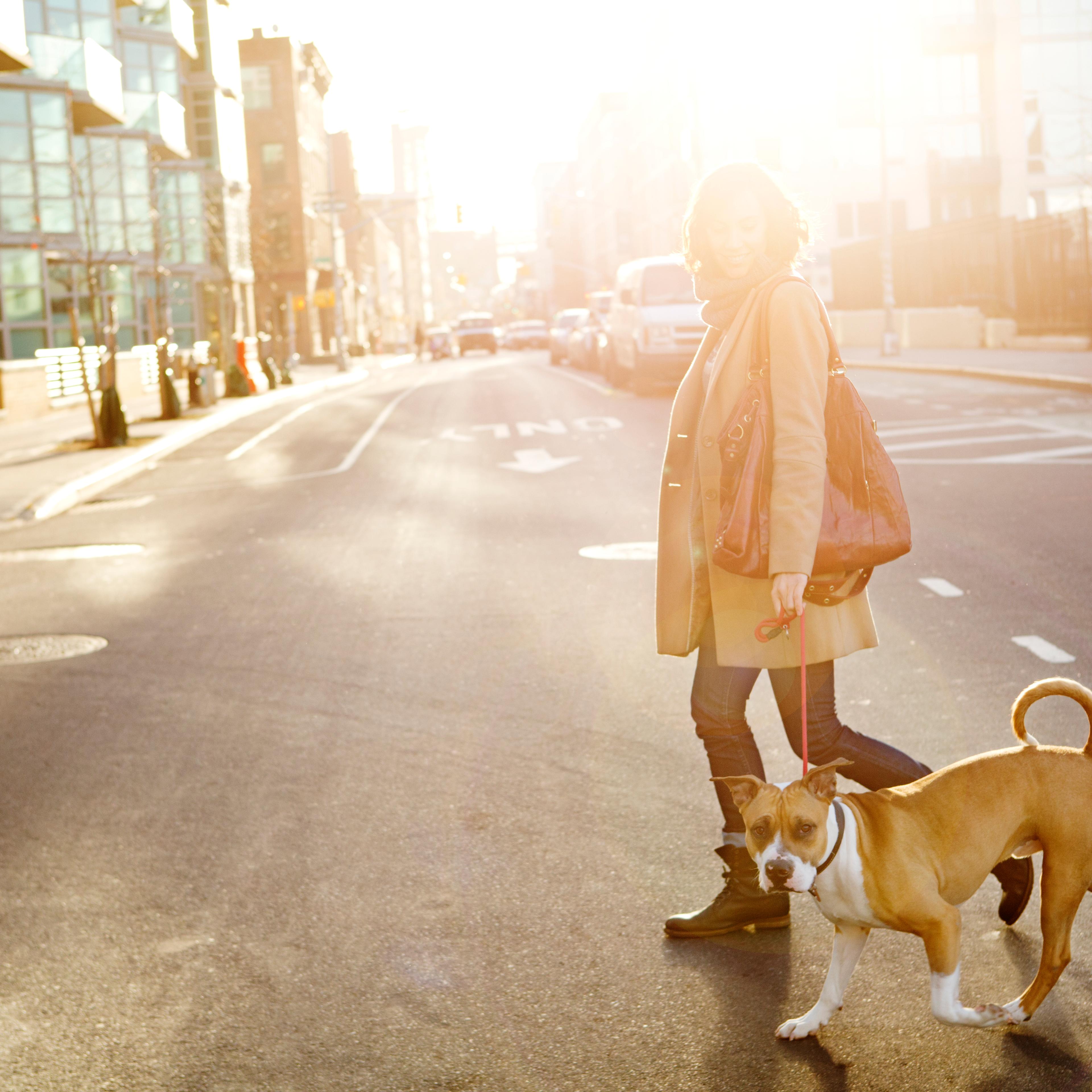 walking dog