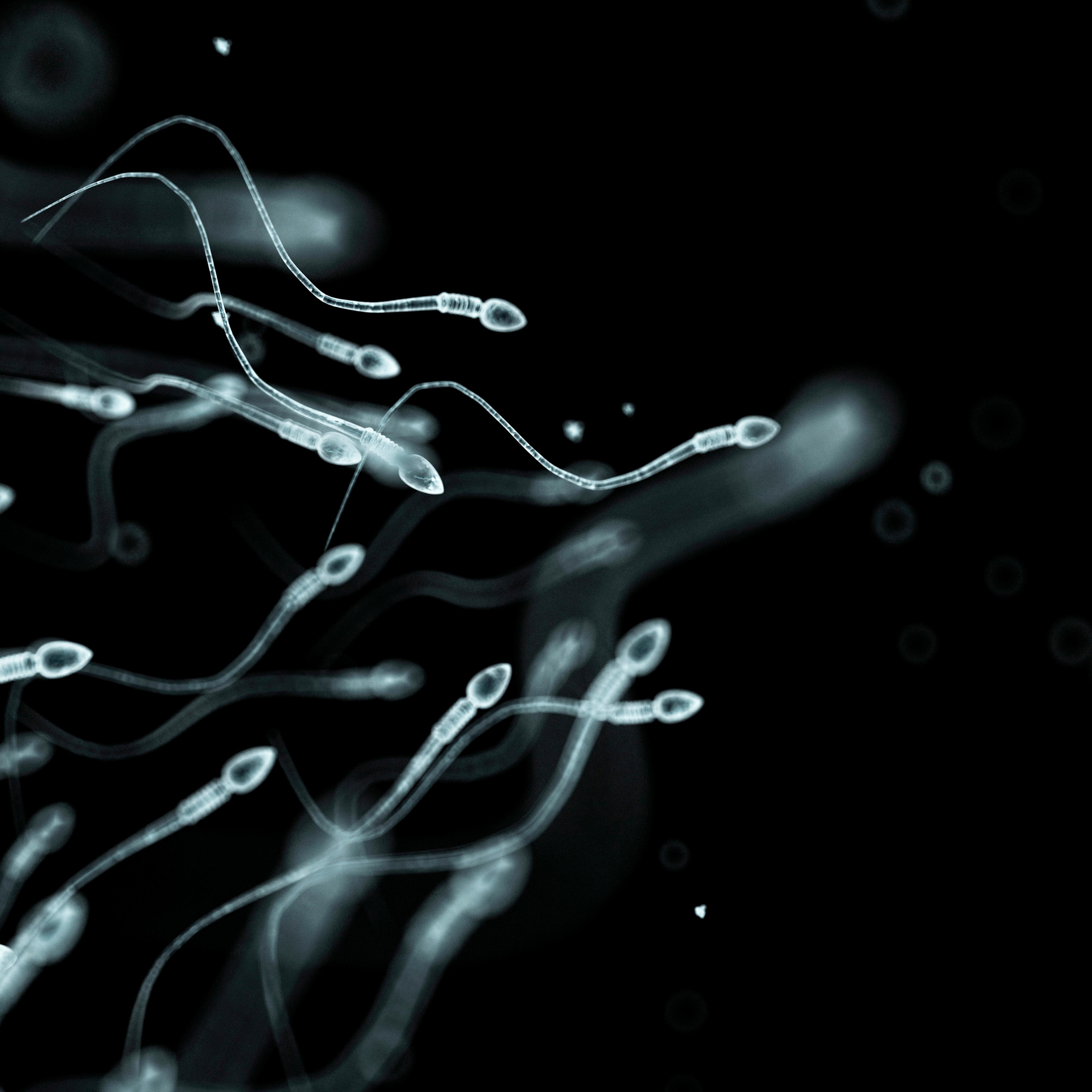 Human sperm, artwork