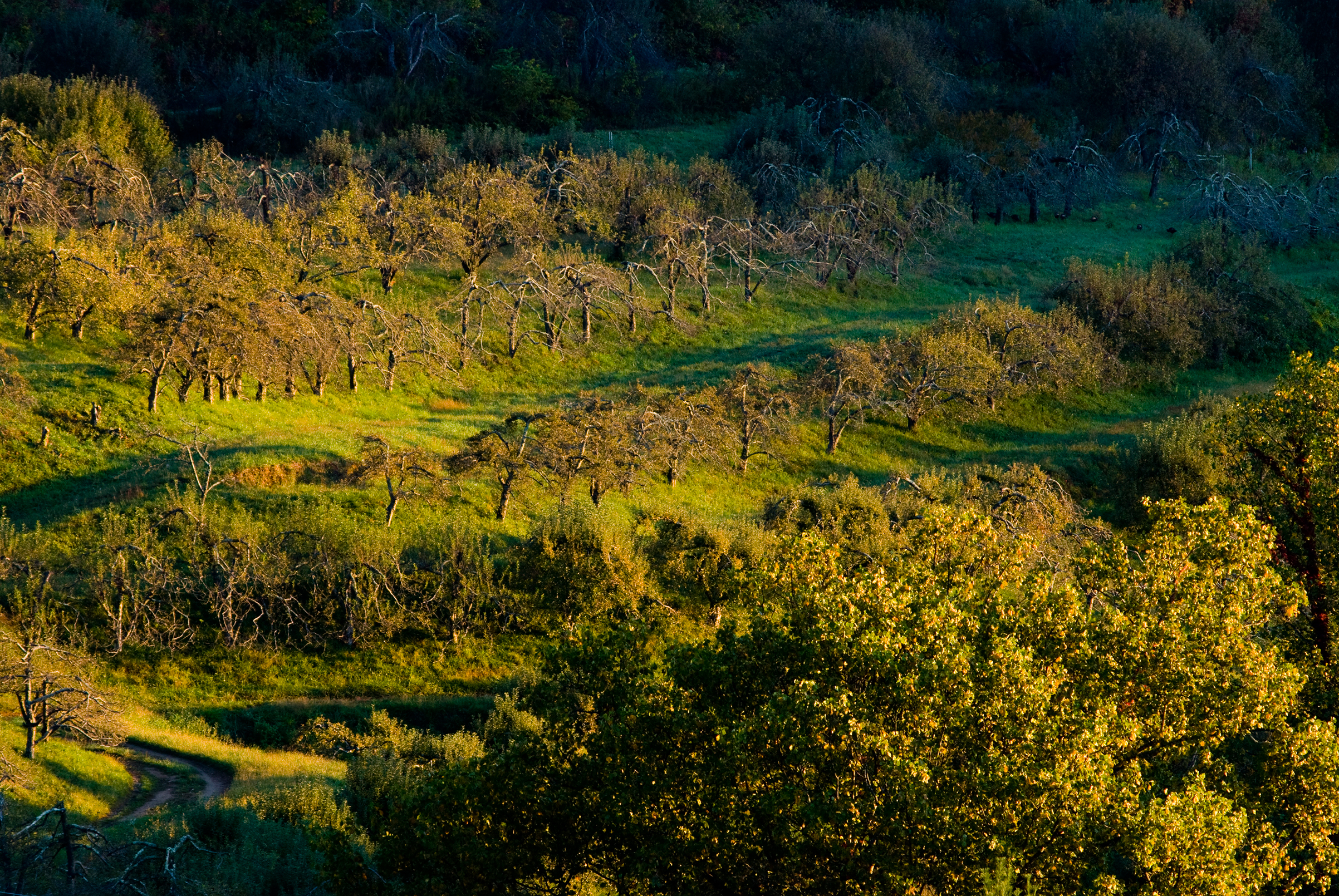 apple-orchard-north-carolina
