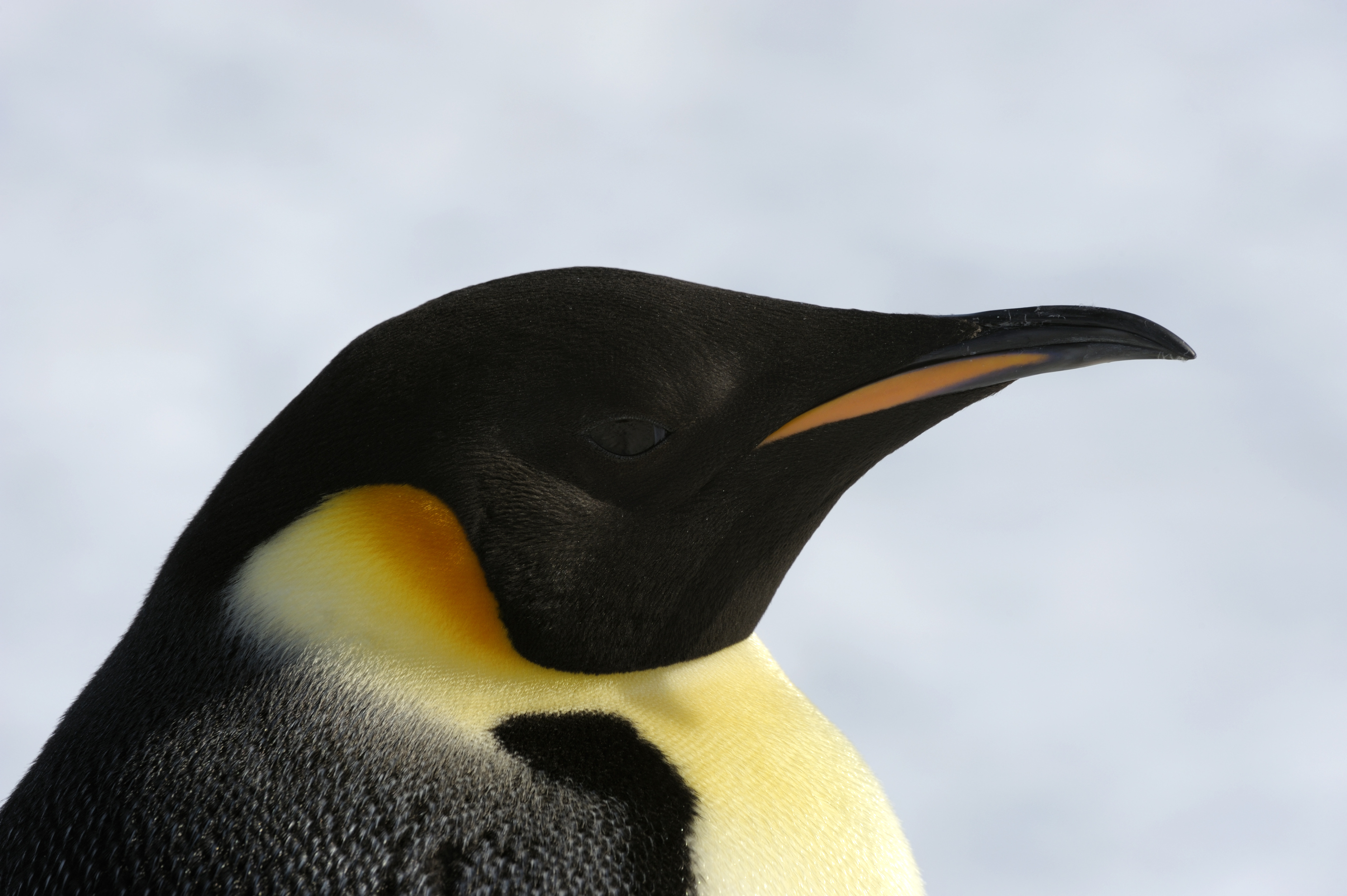 Antarctica, Weddell Sea, Snow Hill Island, Emperor Penguins
