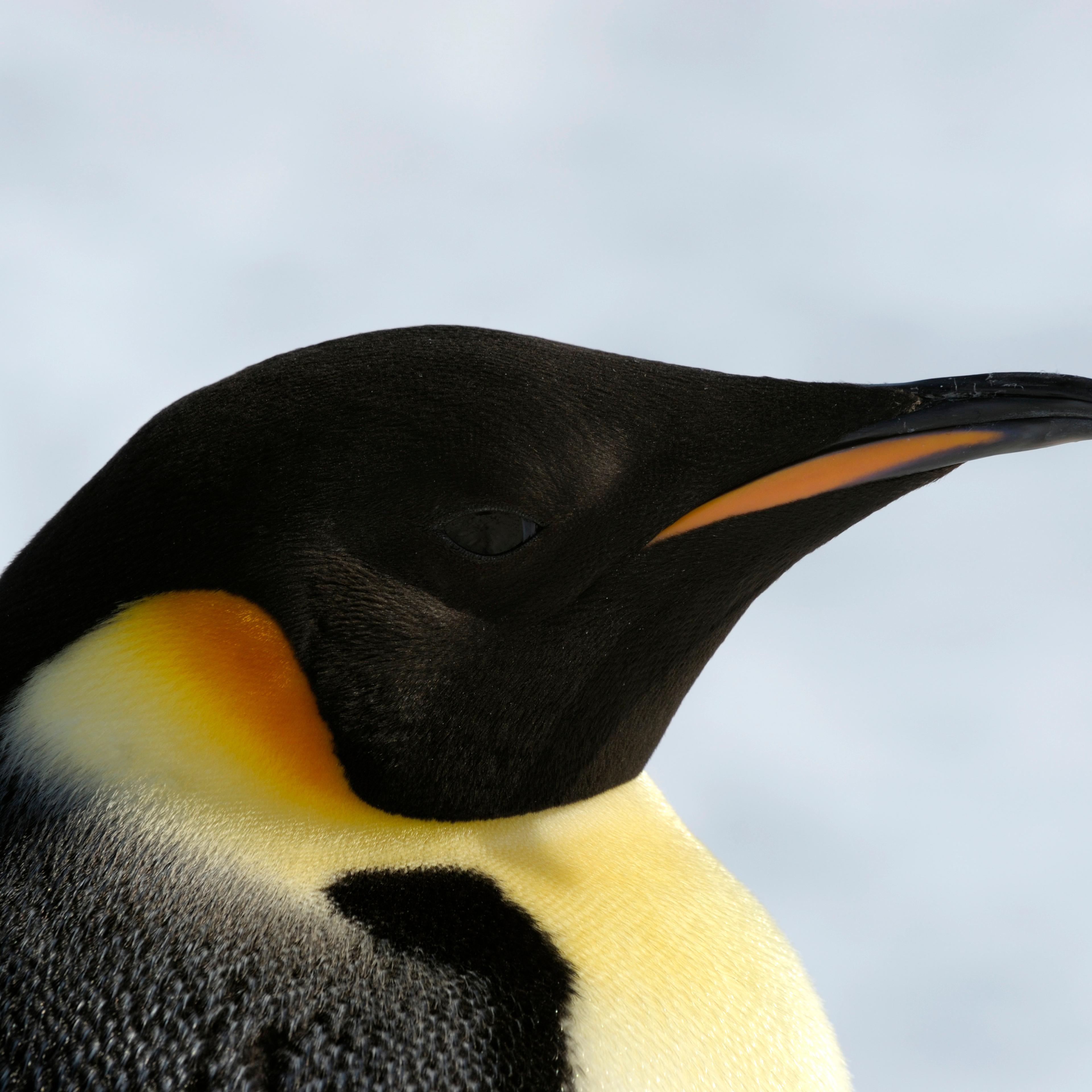 Antarctica, Weddell Sea, Snow Hill Island, Emperor Penguins