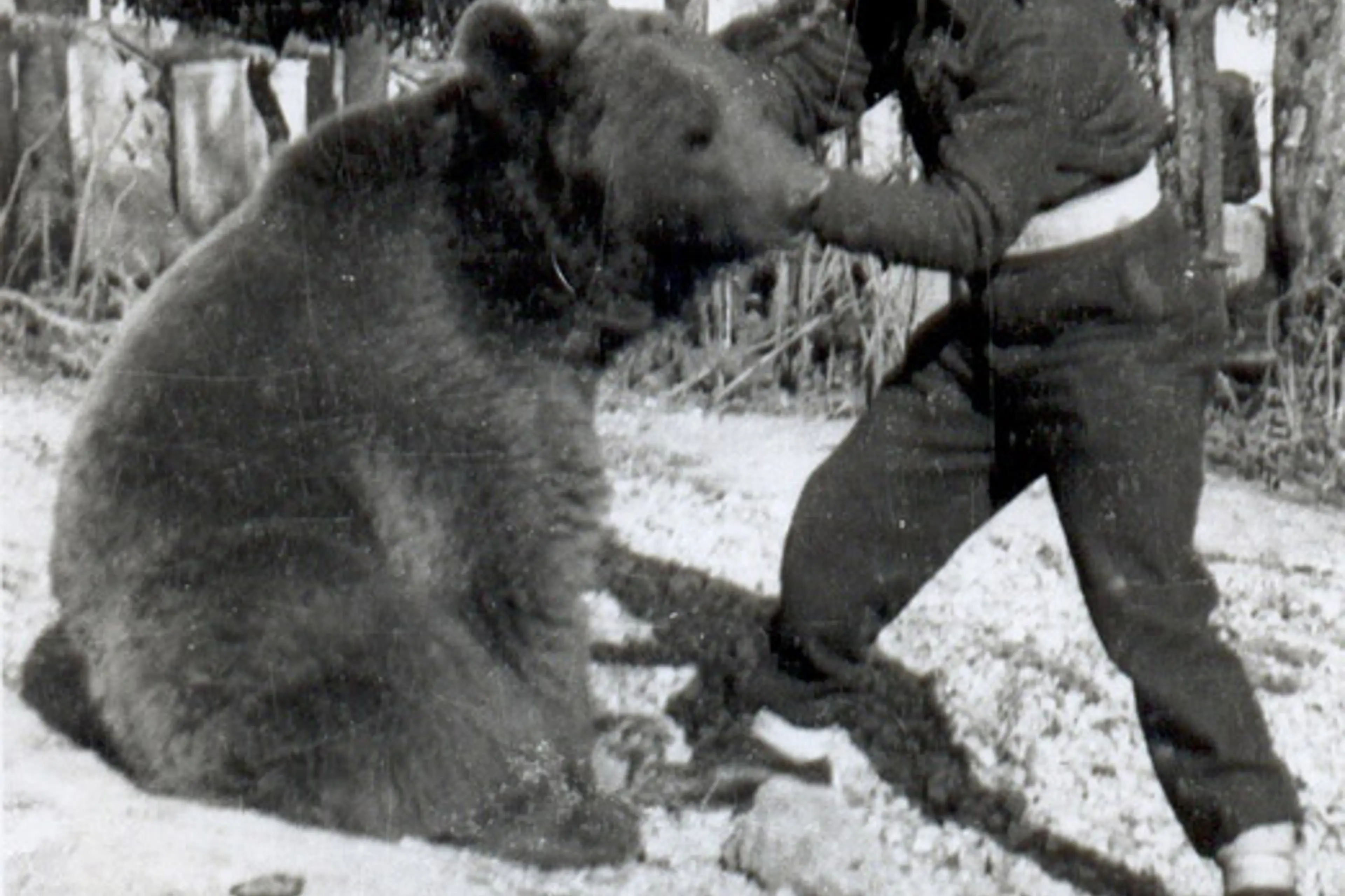 wojtek smoking cigarettes Corporal Wojtek: The Beer-Drinking, Cigarette-Eating, Ammunition-Carrying Bear of World War II Enjoy Your Life by Wojtek
