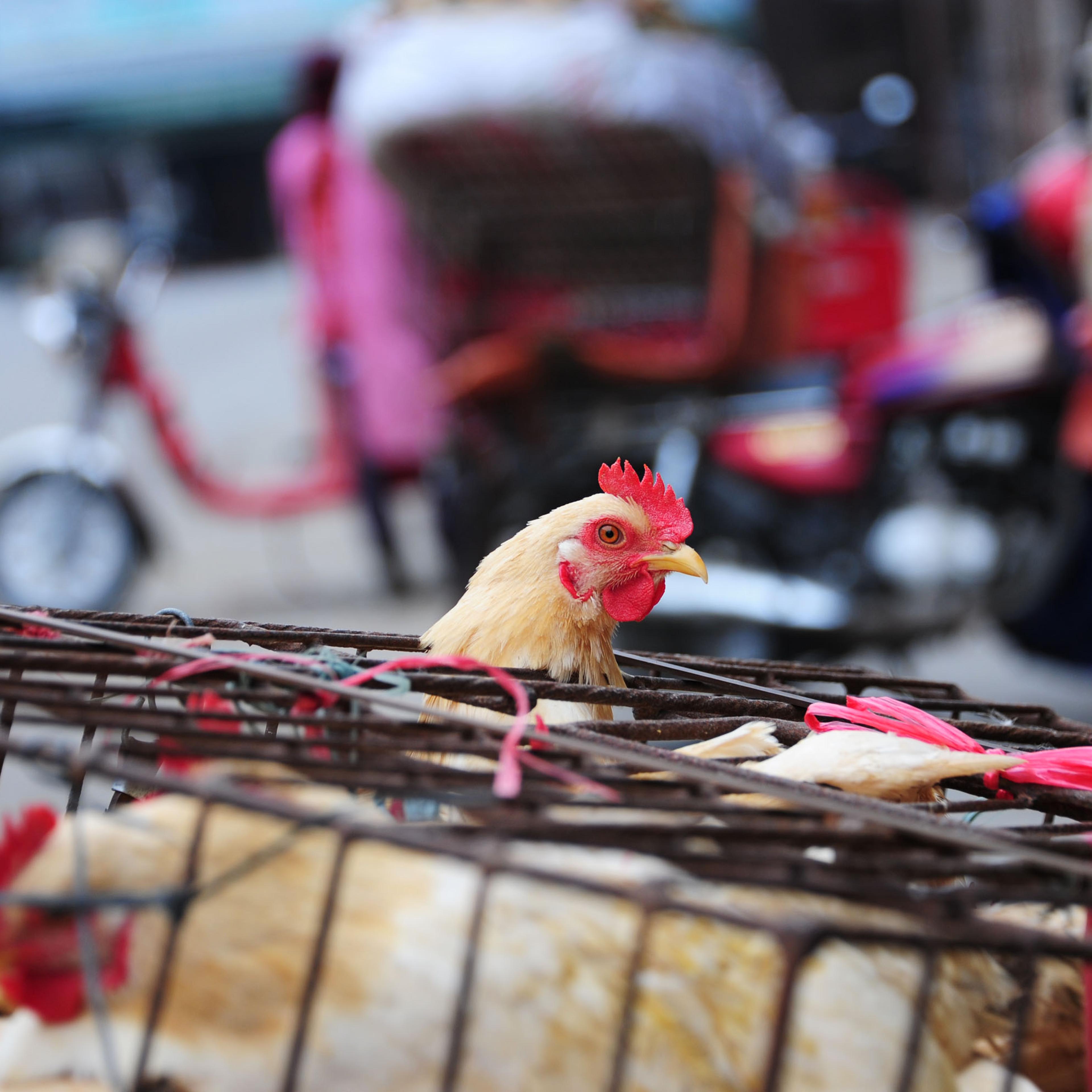 Two H5N6 cases reported in S China including one death