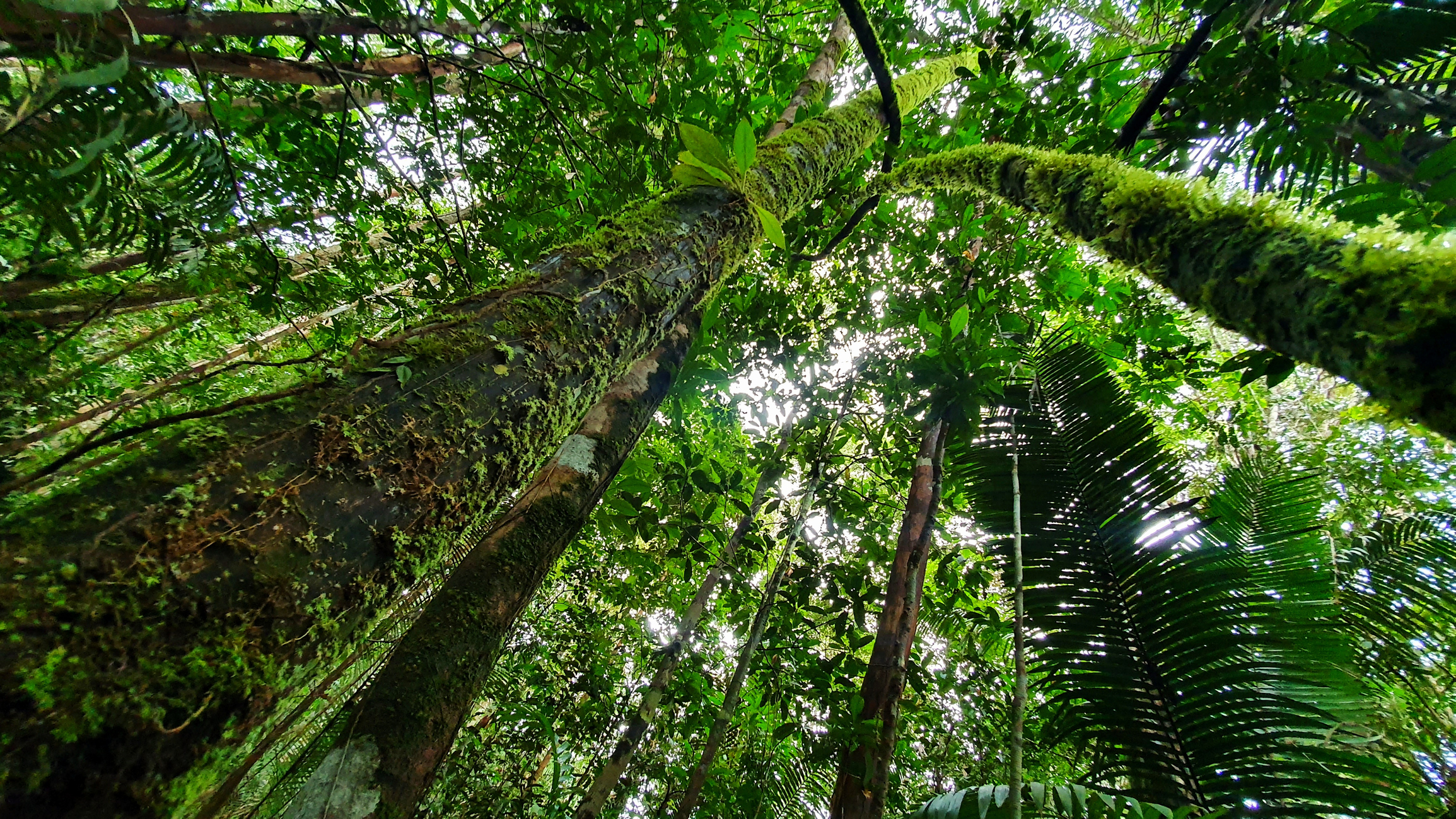 Nature