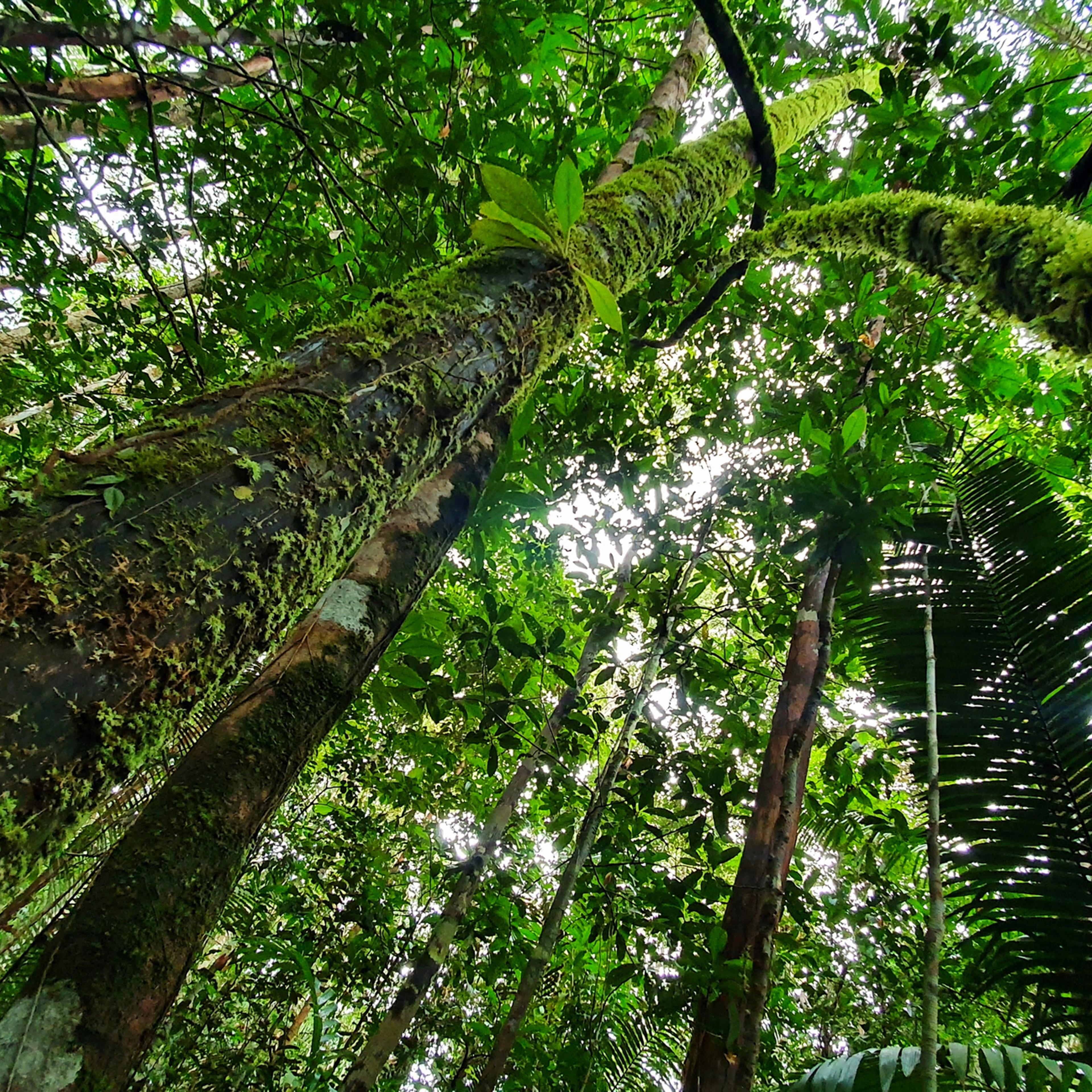 Nature