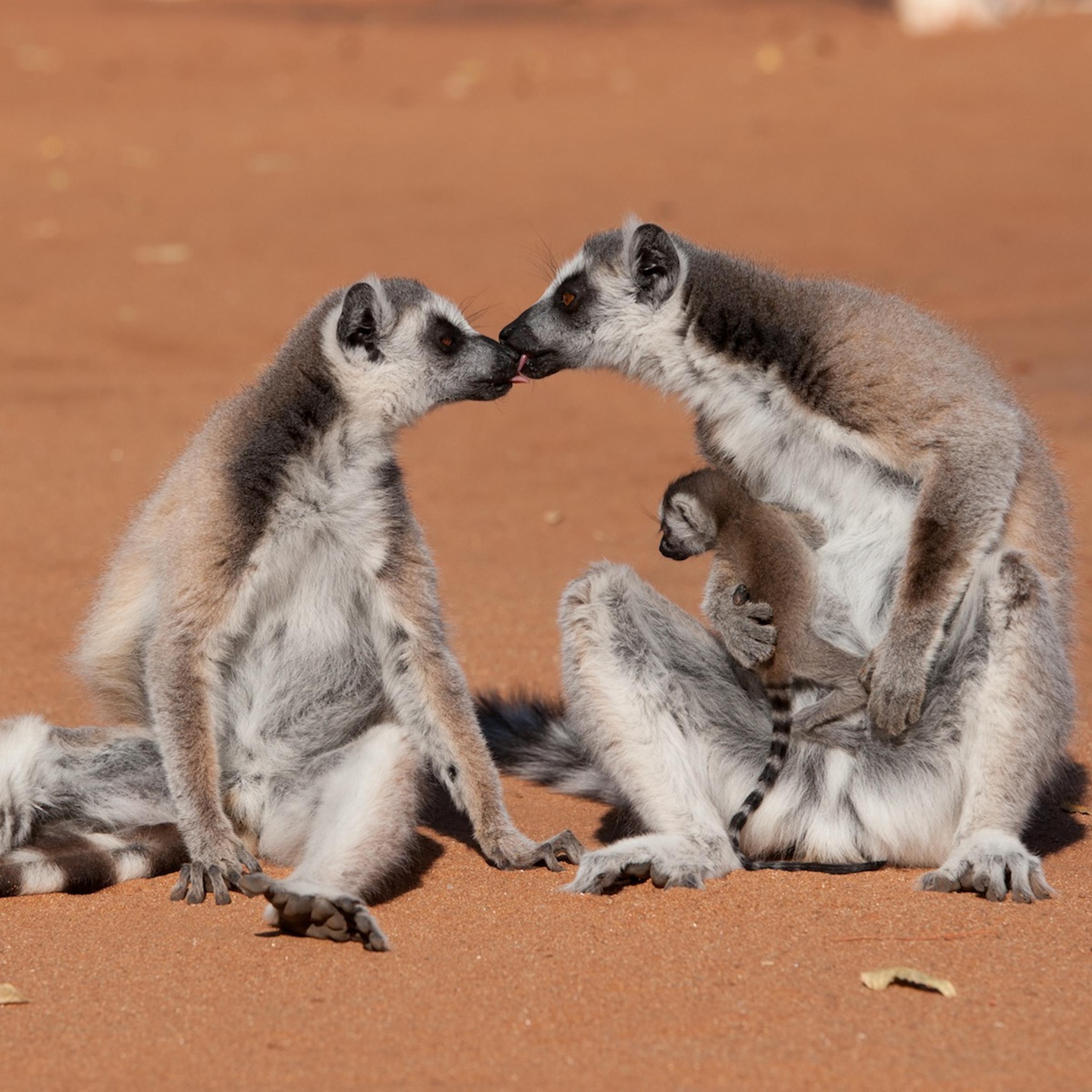 Madagascar Lemurs