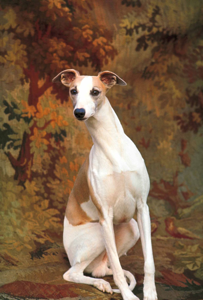 Whippet chosen Best in Show at Westminster Kennel Club Dog Show, New York City, 1964.