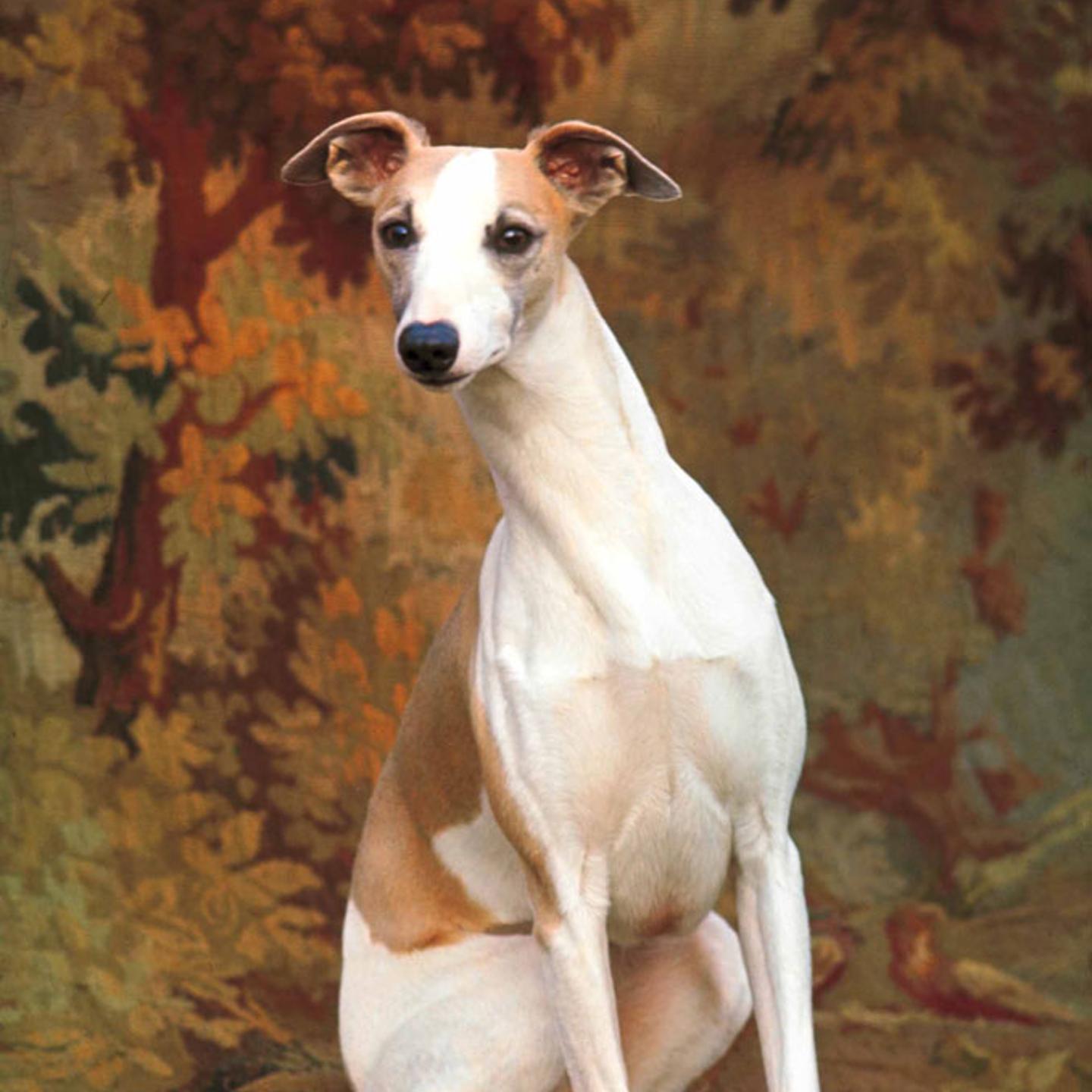 Whippet chosen Best in Show at Westminster Kennel Club Dog Show, New York City, 1964.
