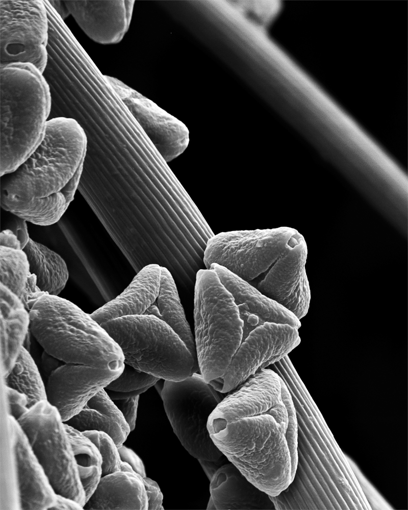 The Bee, Magnified: Microscopic Photography by Rose-Lynn Fisher
