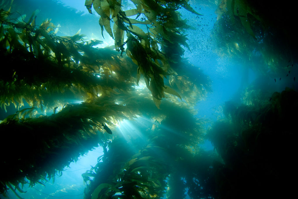 Some ocean carbon capture methods aim to speed up natural processes that cause ocean water to draw CO2 out of the atmosphere.
