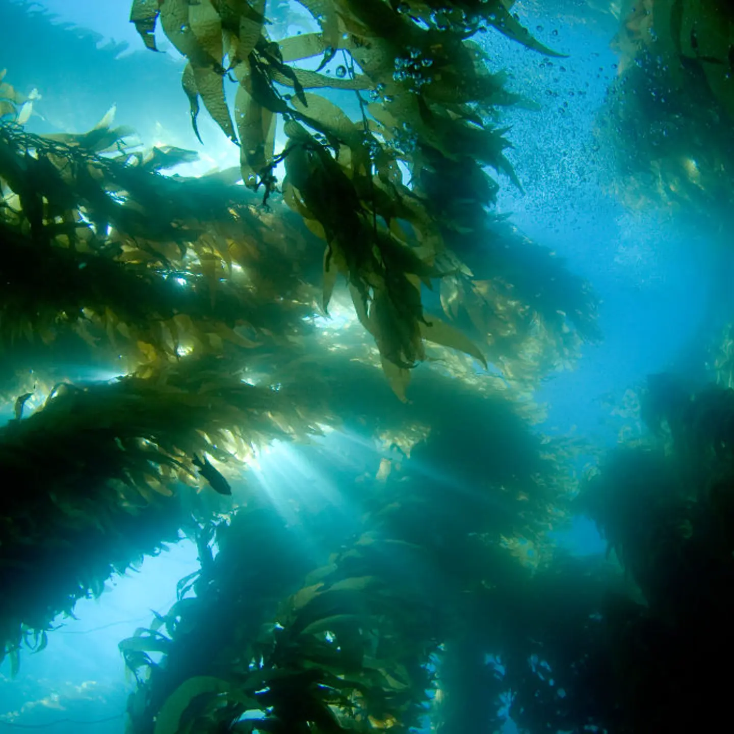 Some ocean carbon capture methods aim to speed up natural processes that cause ocean water to draw CO2 out of the atmosphere.