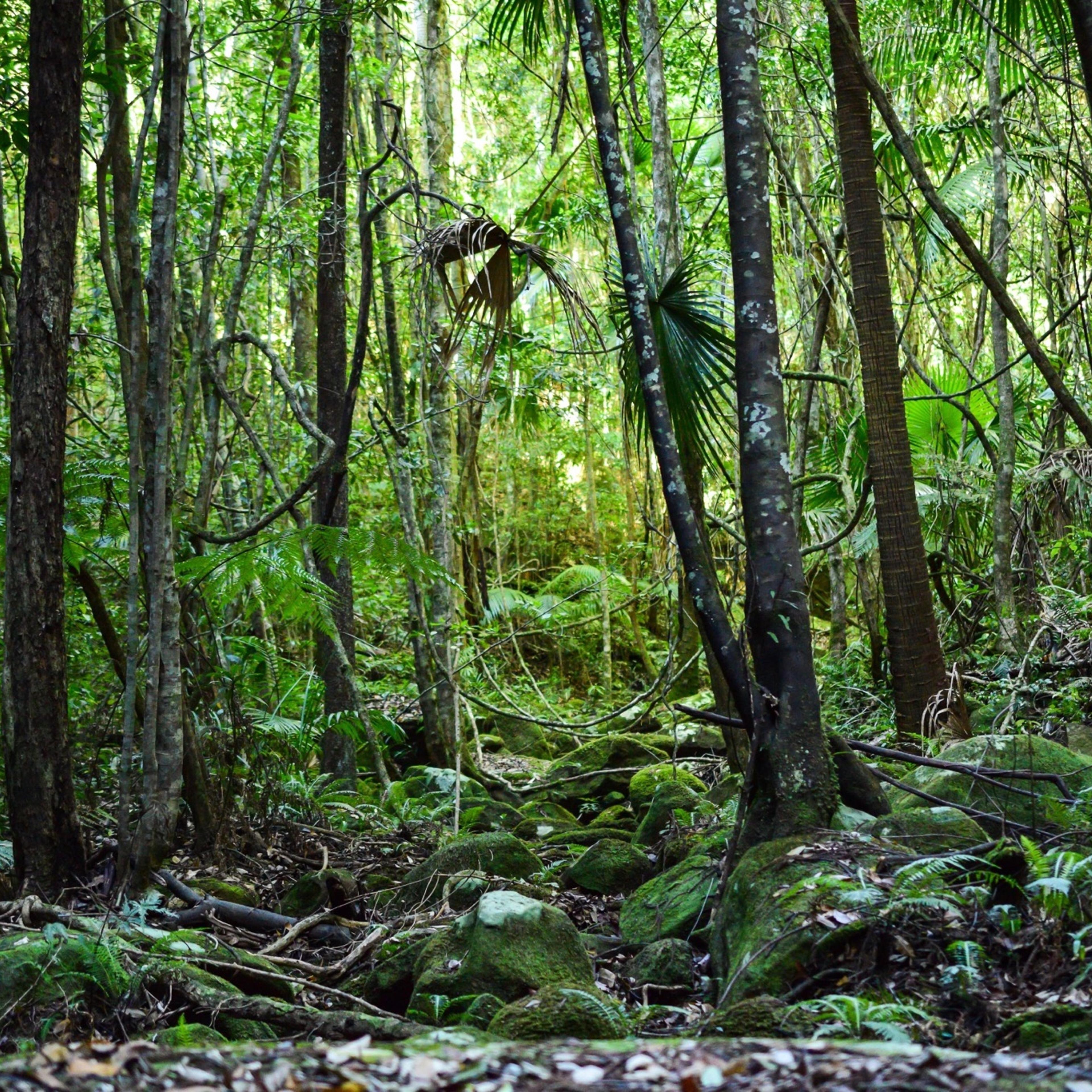rainforest biodiversity