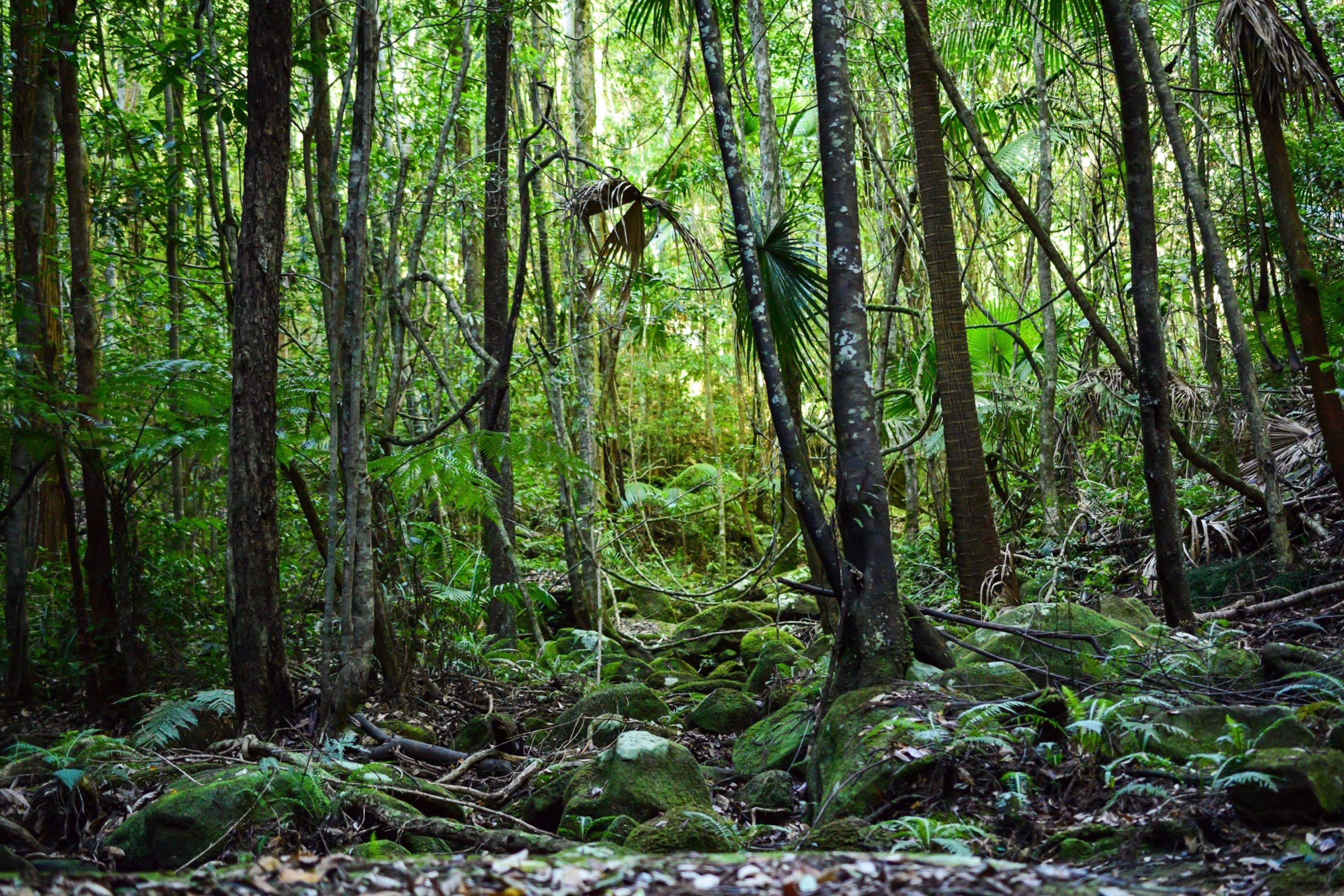 rainforest biodiversity