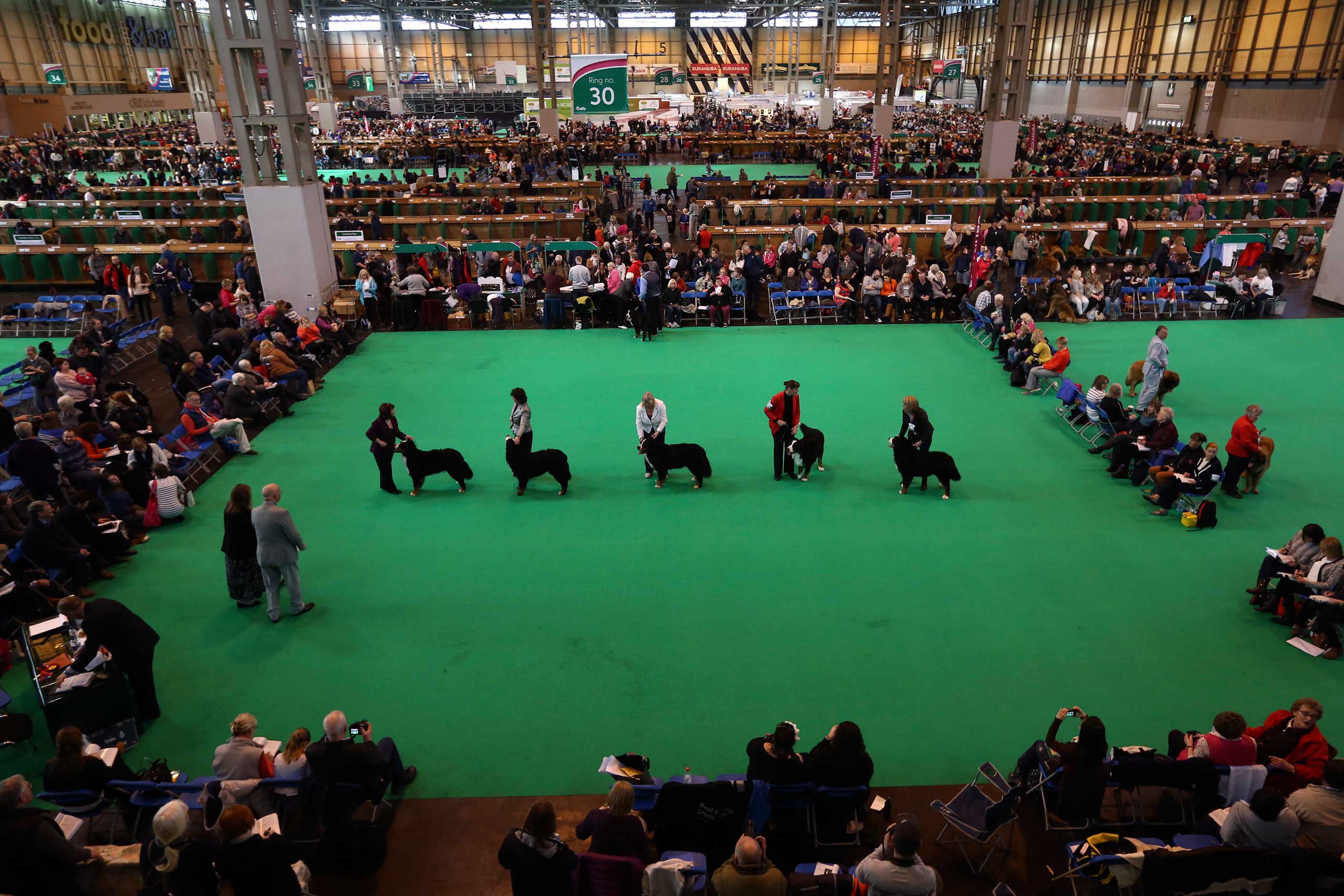Second Day Of Crufts 2015
