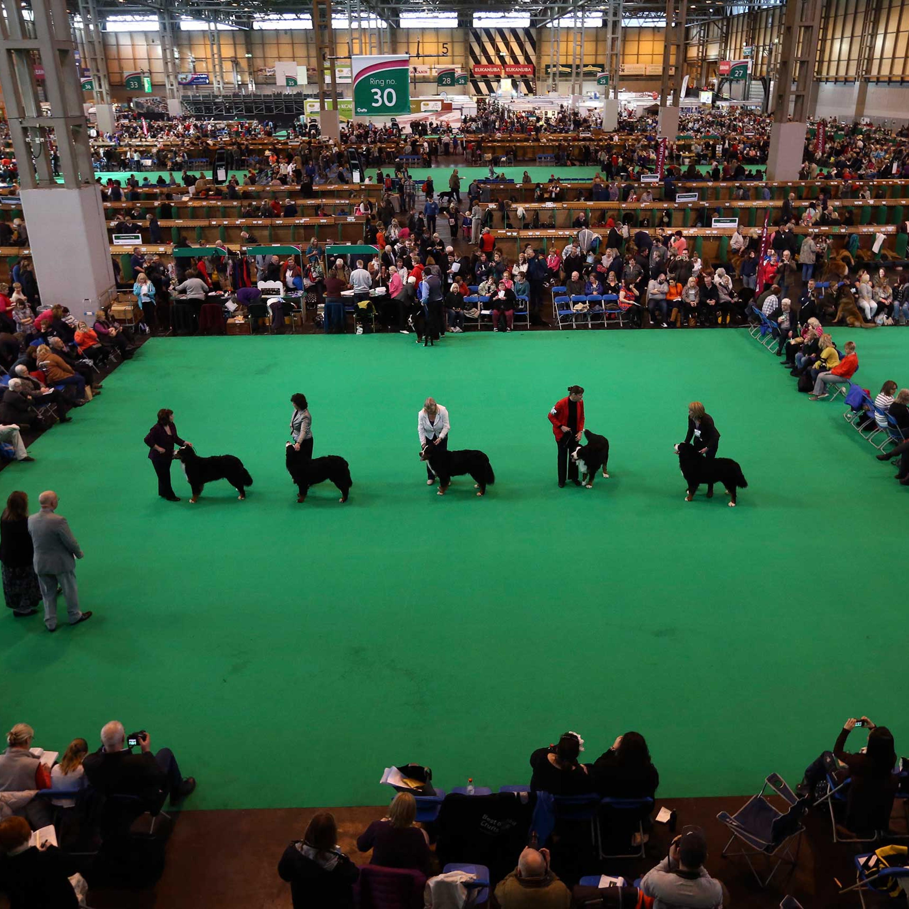 Second Day Of Crufts 2015