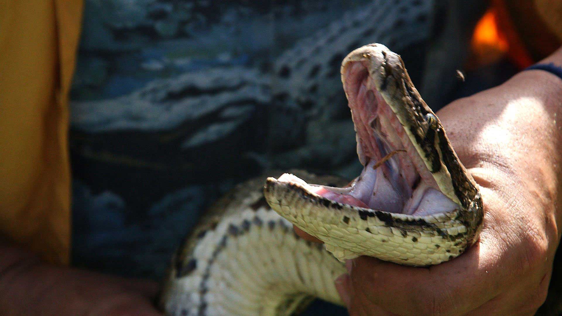 Python Patrol member Jeffery Fobb demonstrates to TIME how to catch a Python. 