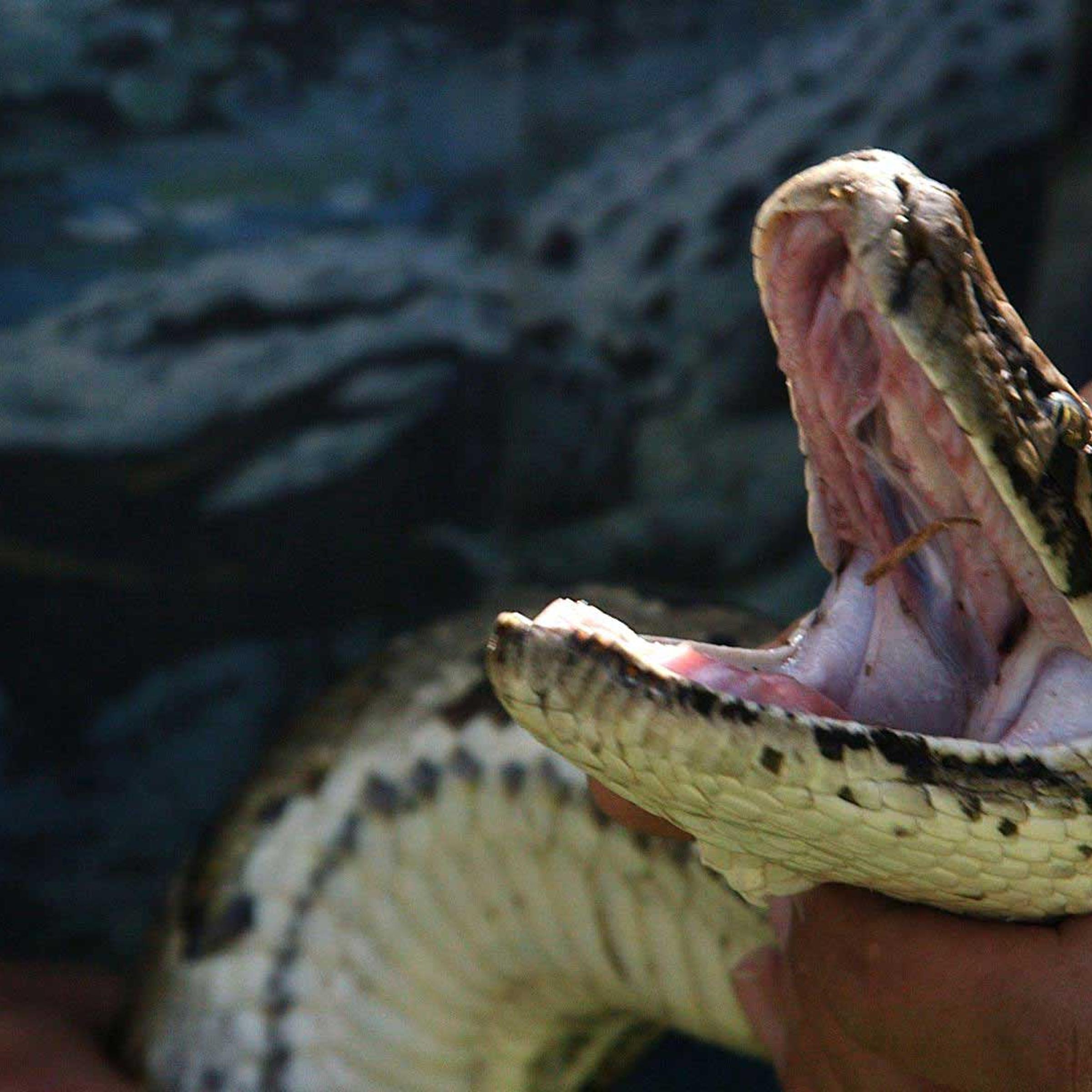 Python Patrol member Jeffery Fobb demonstrates to TIME how to catch a Python.