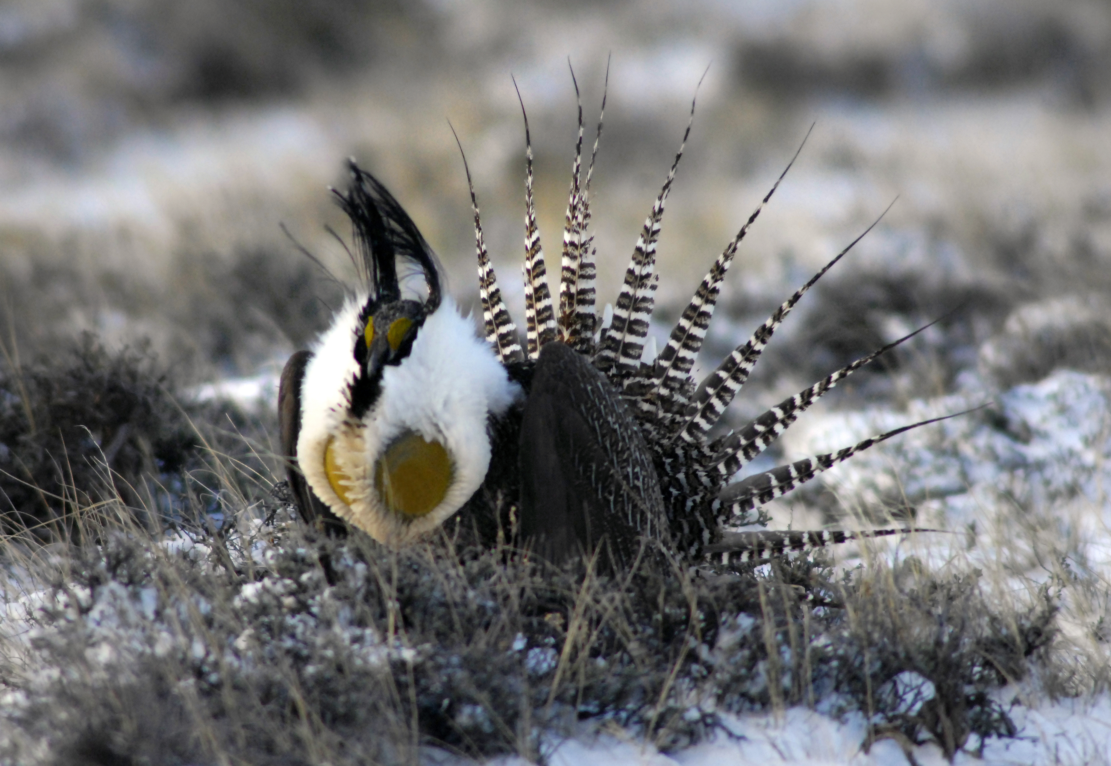 sage grouse interior