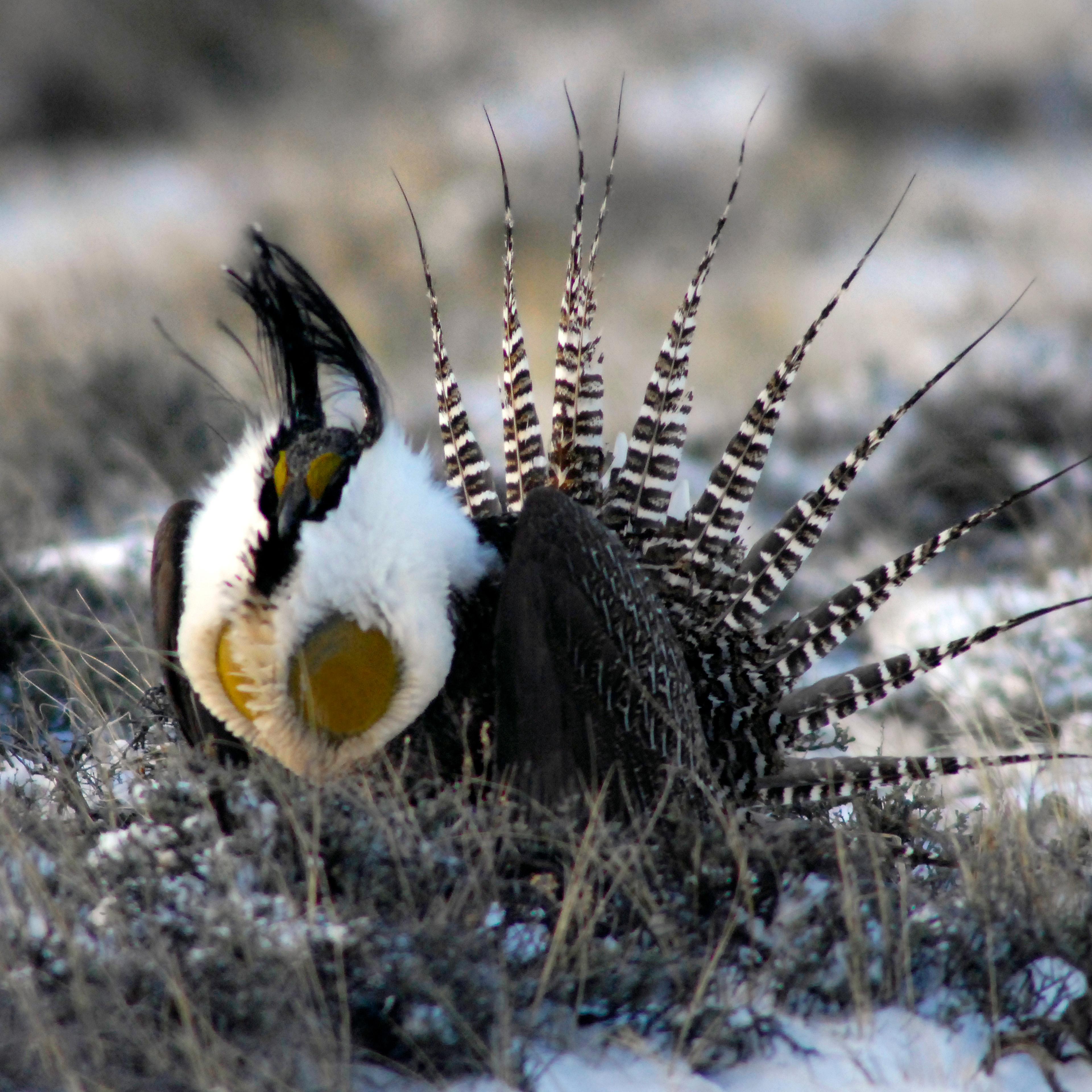 sage grouse interior