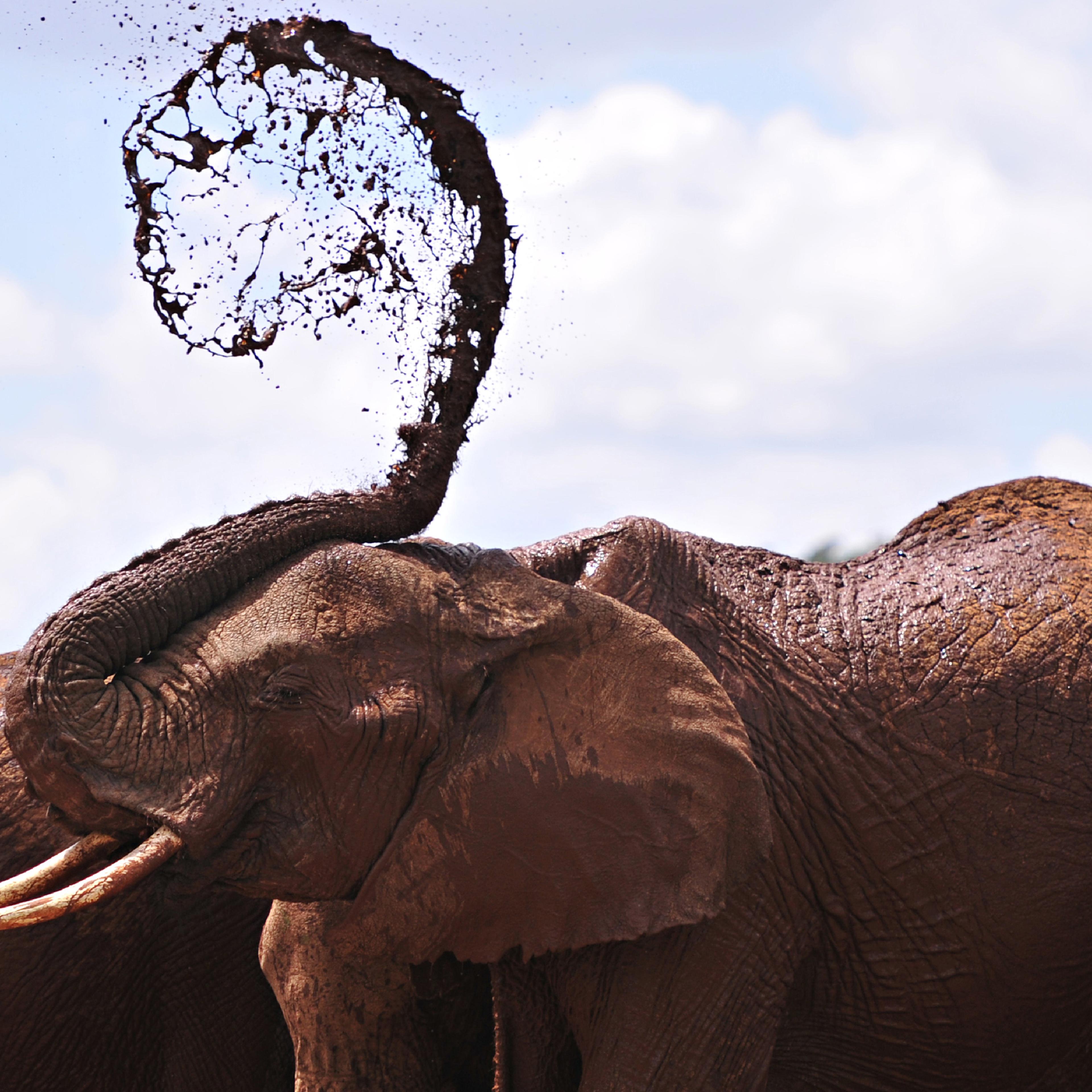 An African elephants throws mud onto himself at the Mpala Research Center and Wildlife Foundation, near Rumuruti, Laikipia District, Kenya, on Jan.31, 2016.