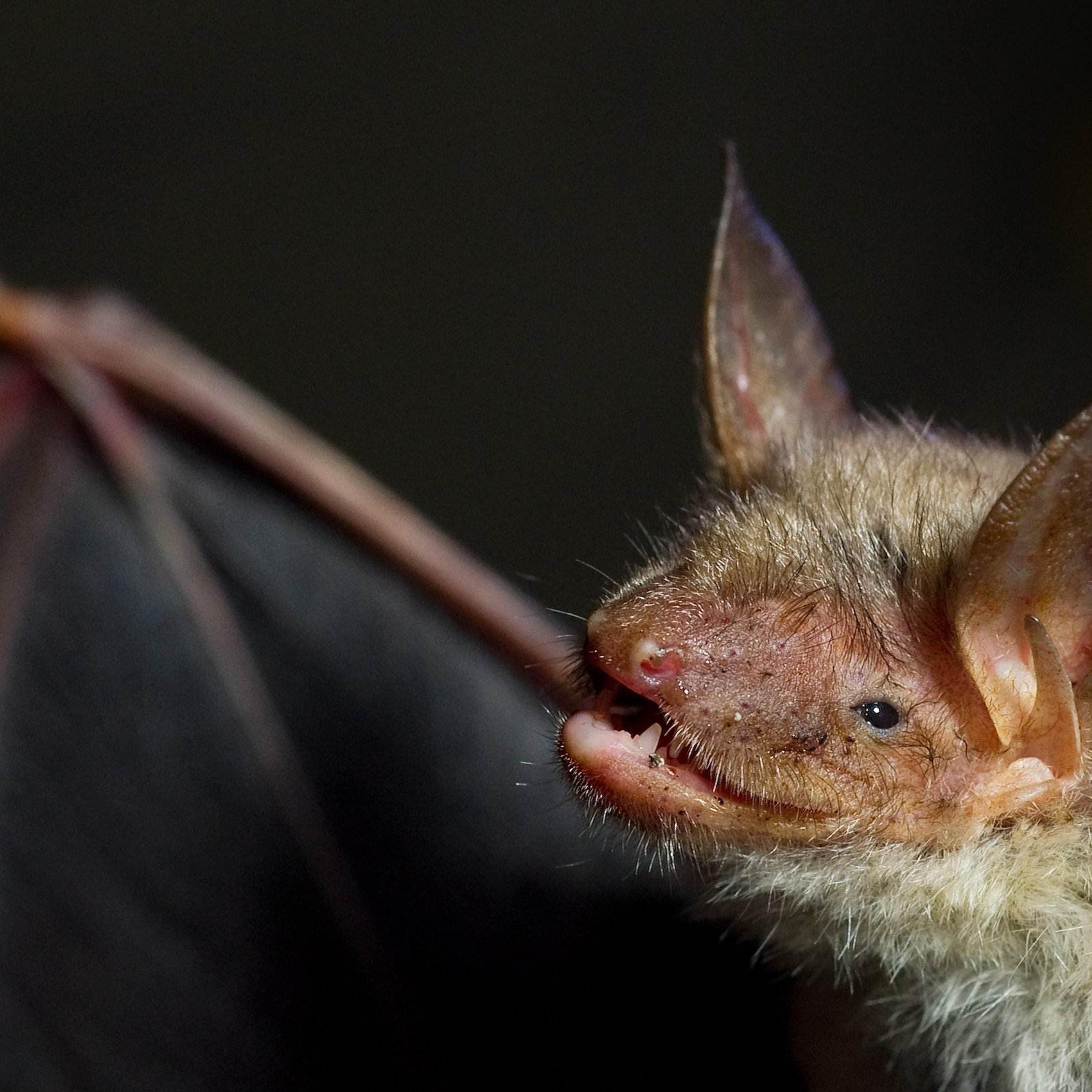 A greater mouse-eared bat is pictured on