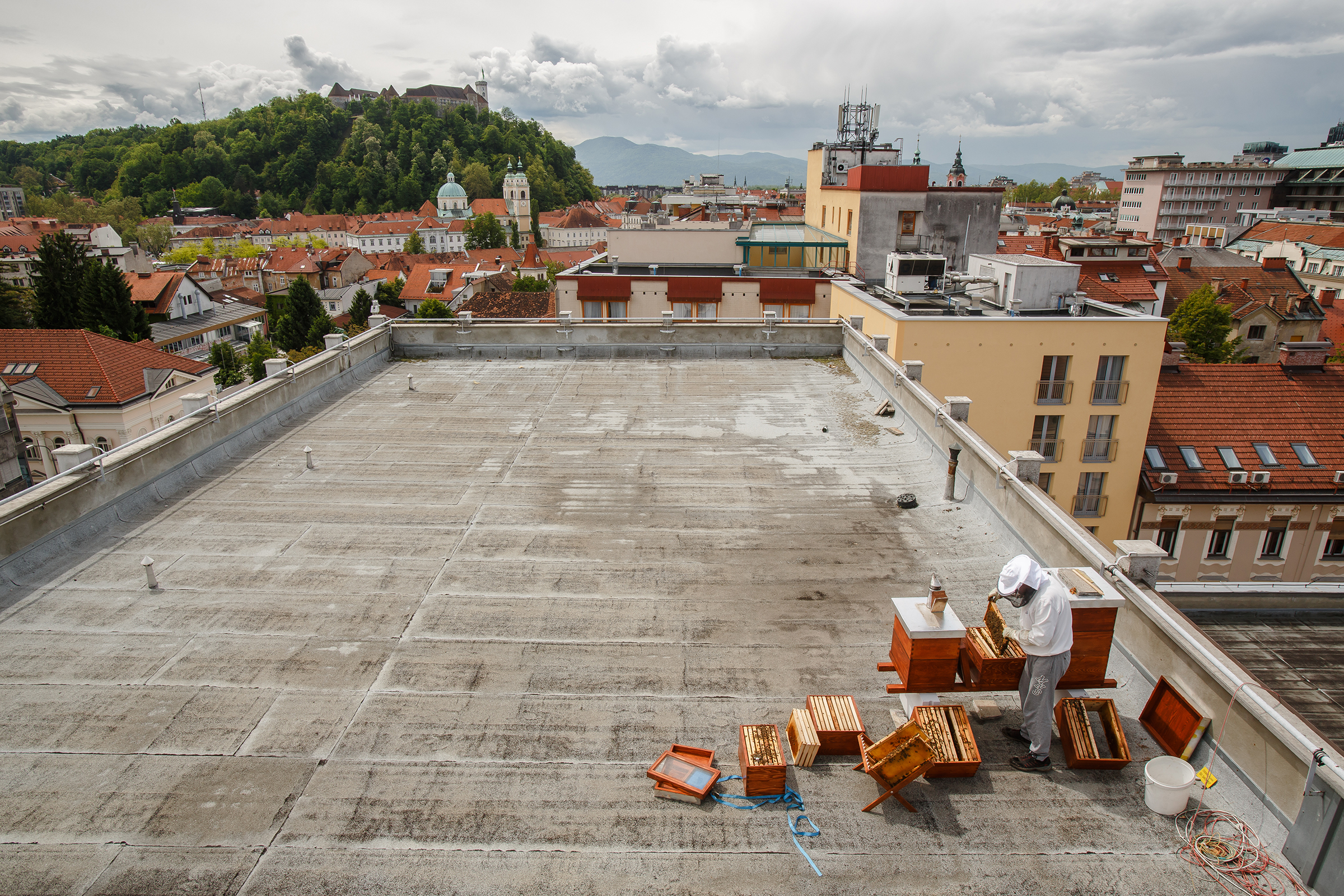 Urban Beekeeping in Ljubljana