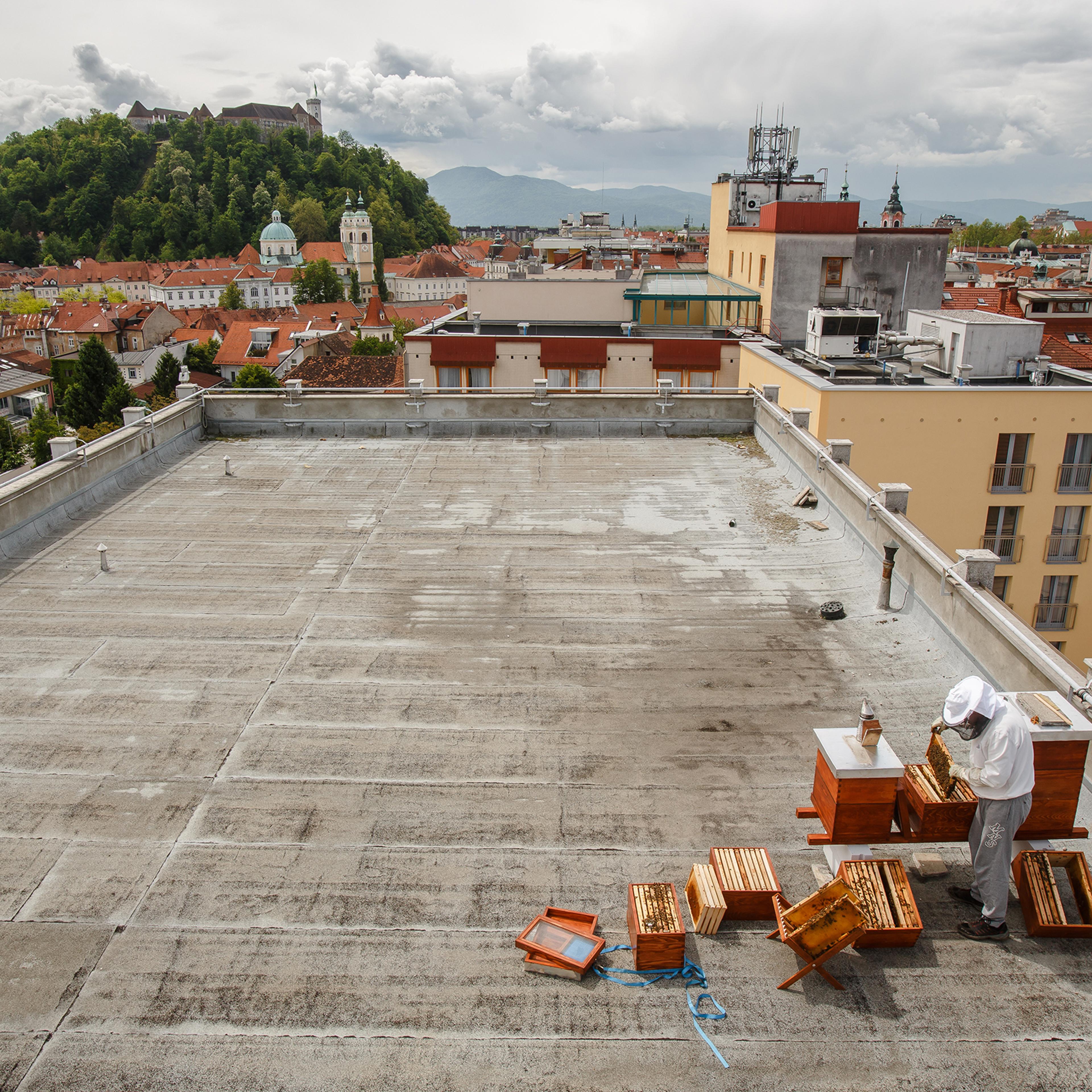 Urban Beekeeping in Ljubljana