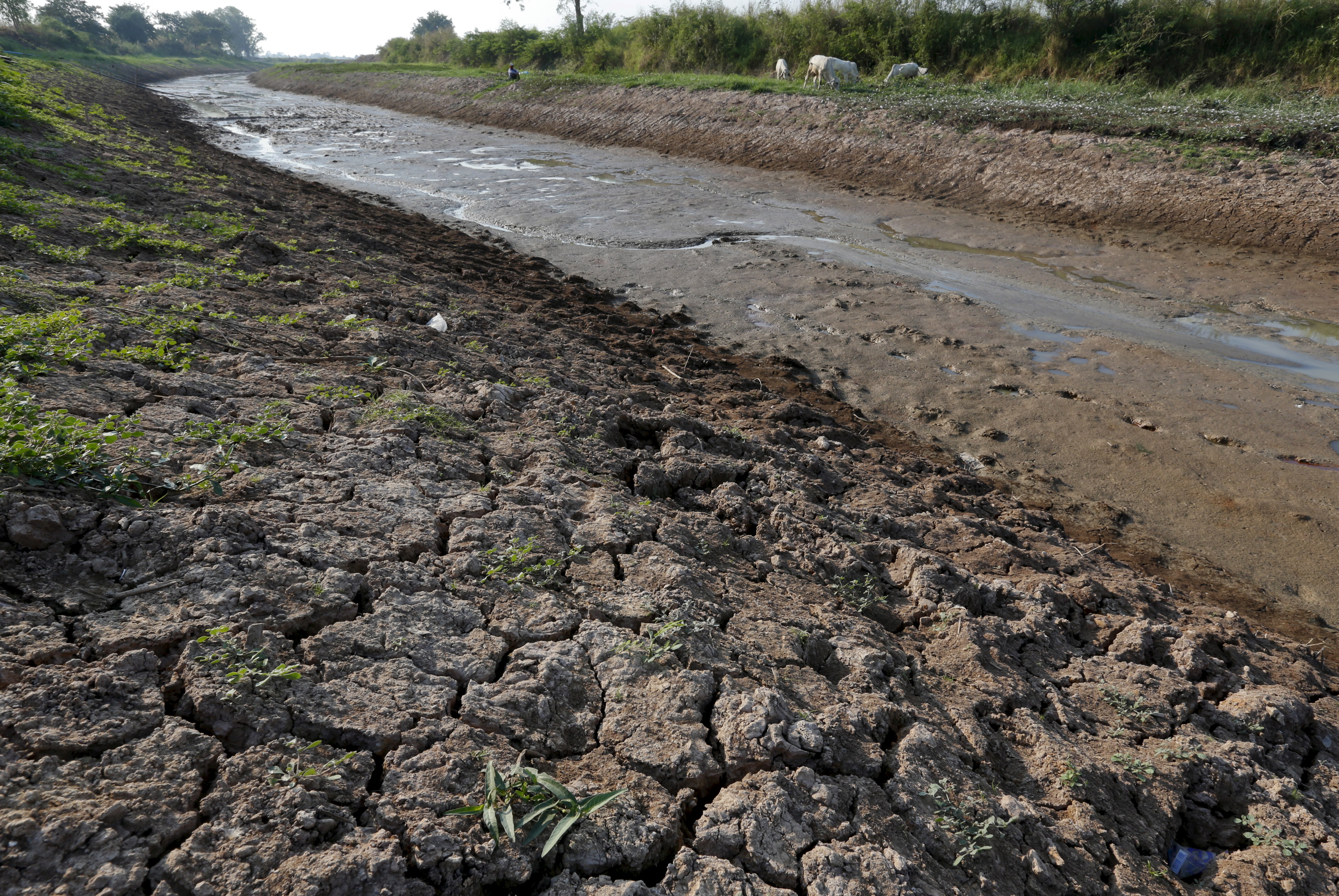 Oxen are seen beside a dry canal in Nakhonsawan province