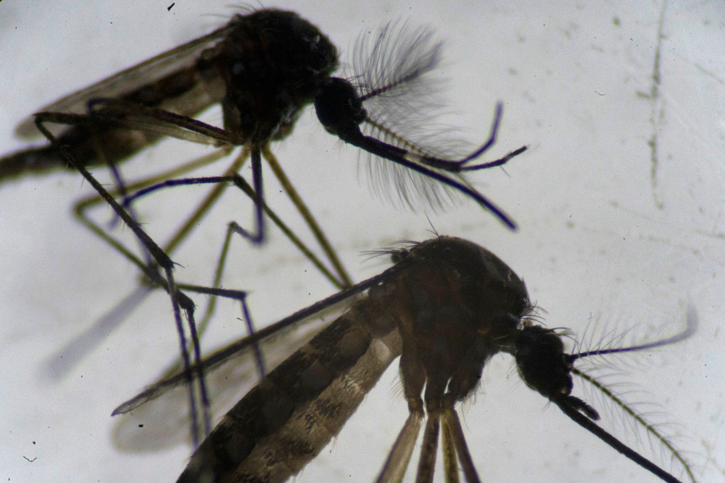 Mosquitoes