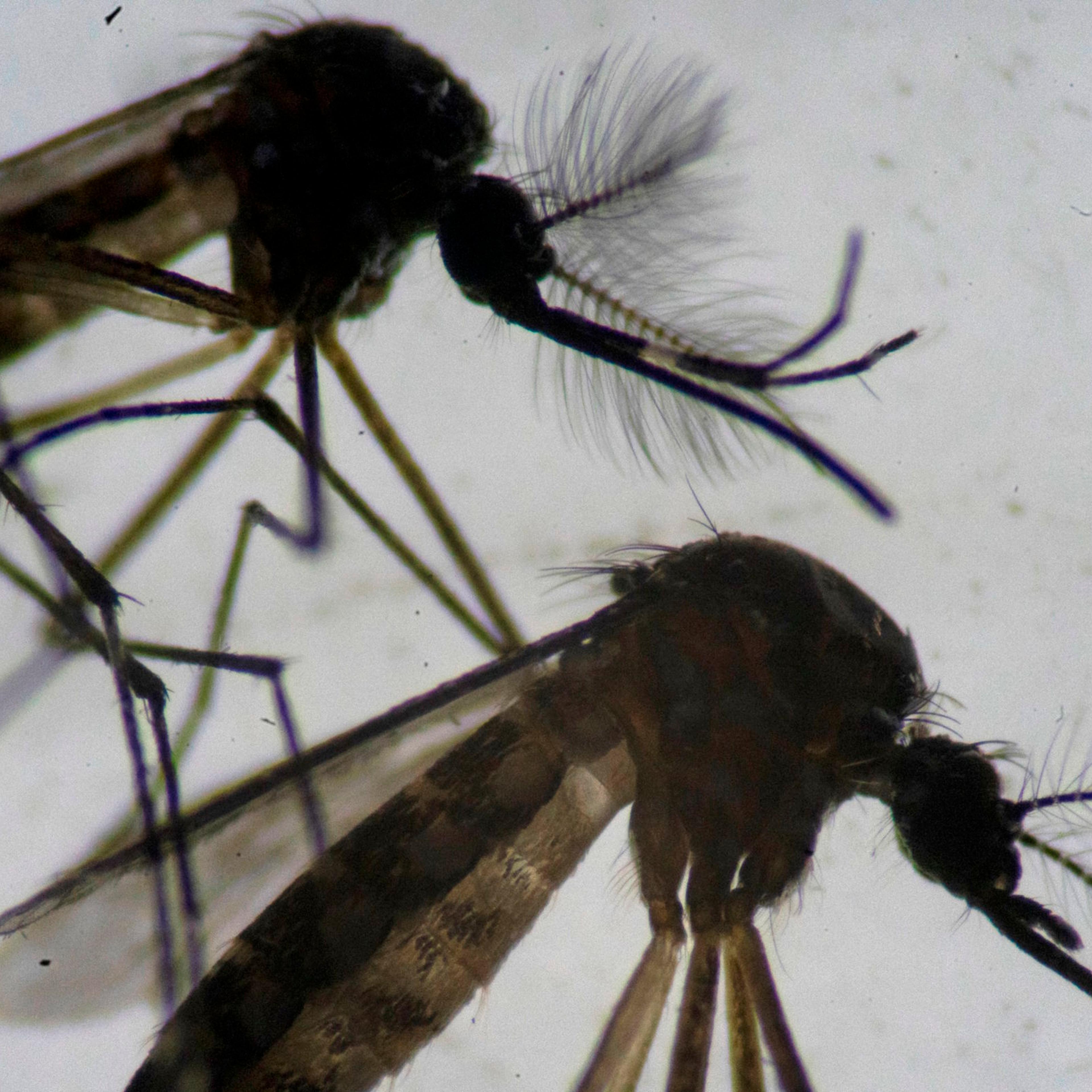 Mosquitoes