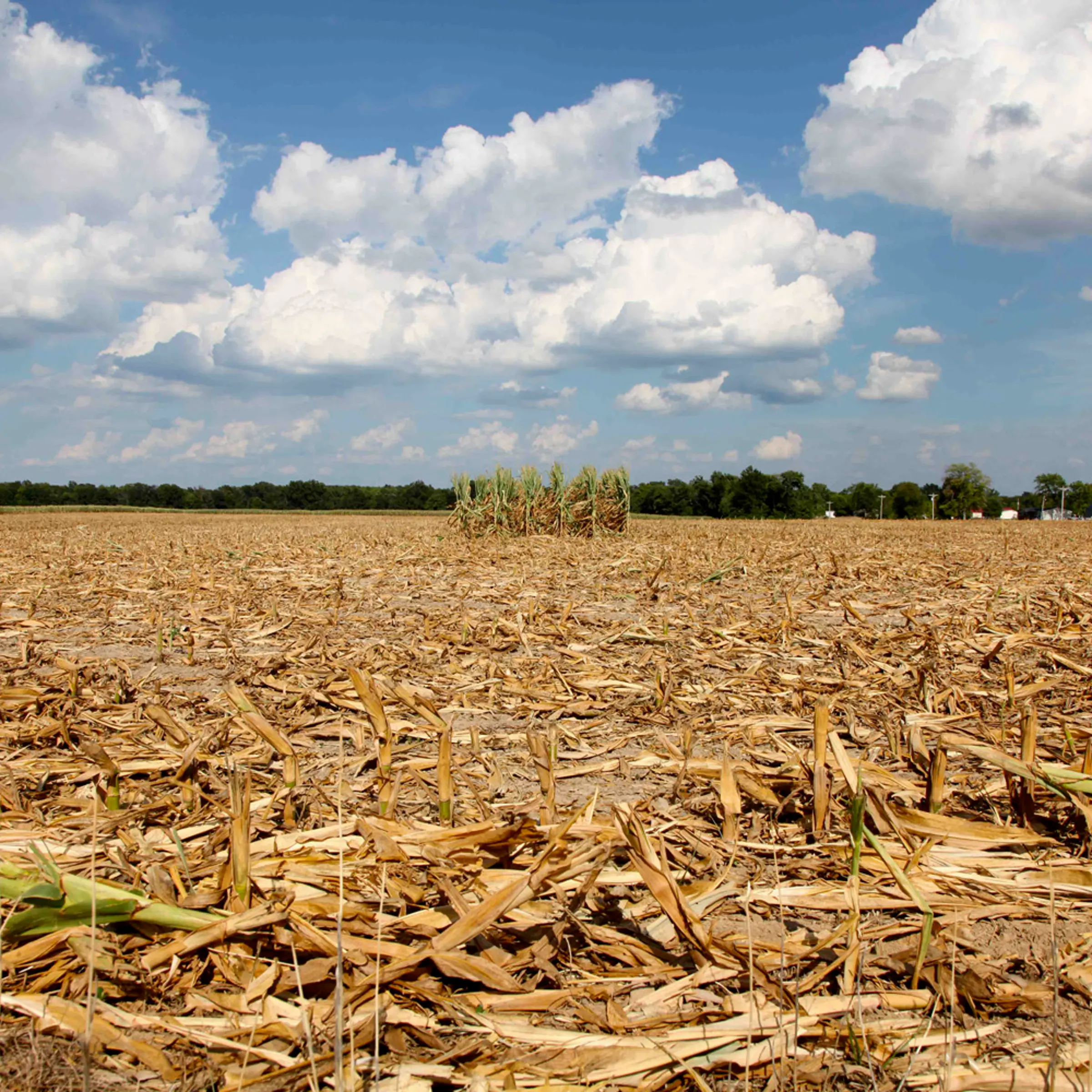 July 16, 2012. Four rows of corn left for insurance adjusters to examine are all that remain of a 40-acre cornfield in Geff, Ill. that was mowed down.