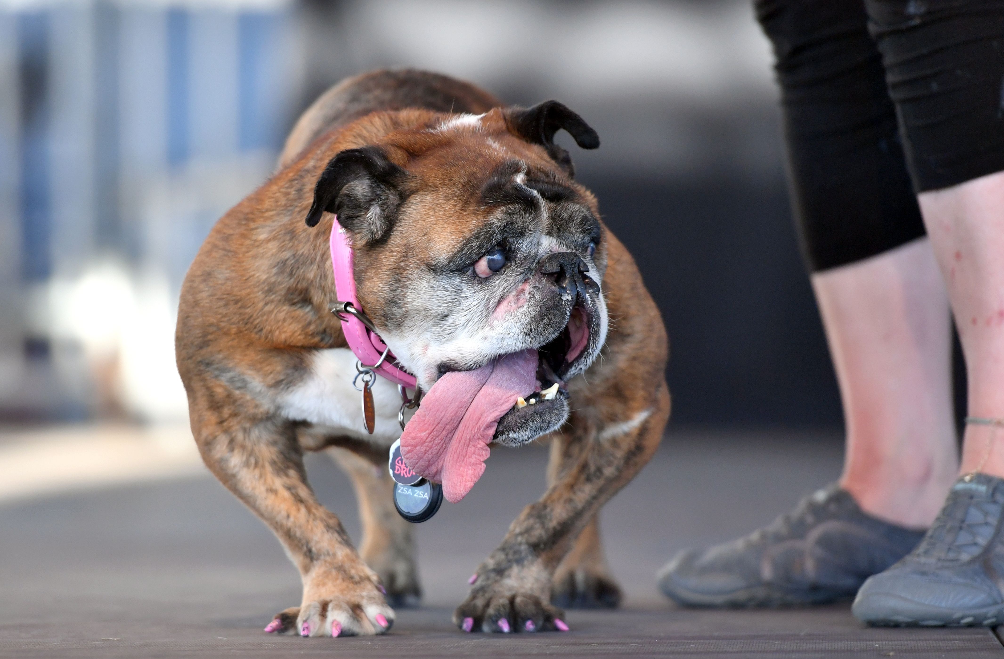 US-UGLY-DOG-ANIMAL-OFFBEAT