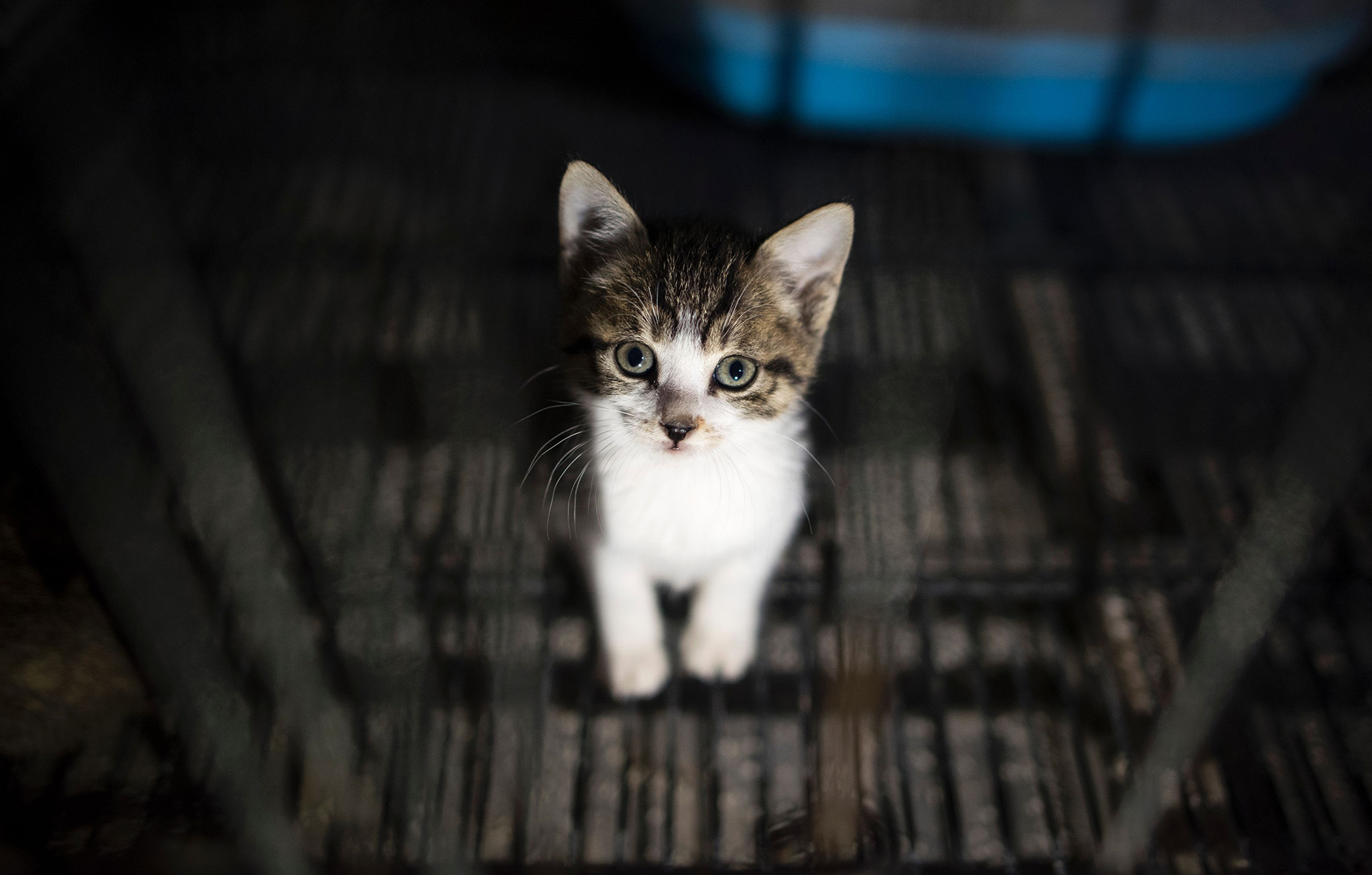 CHINA-ANIMALS-CATS