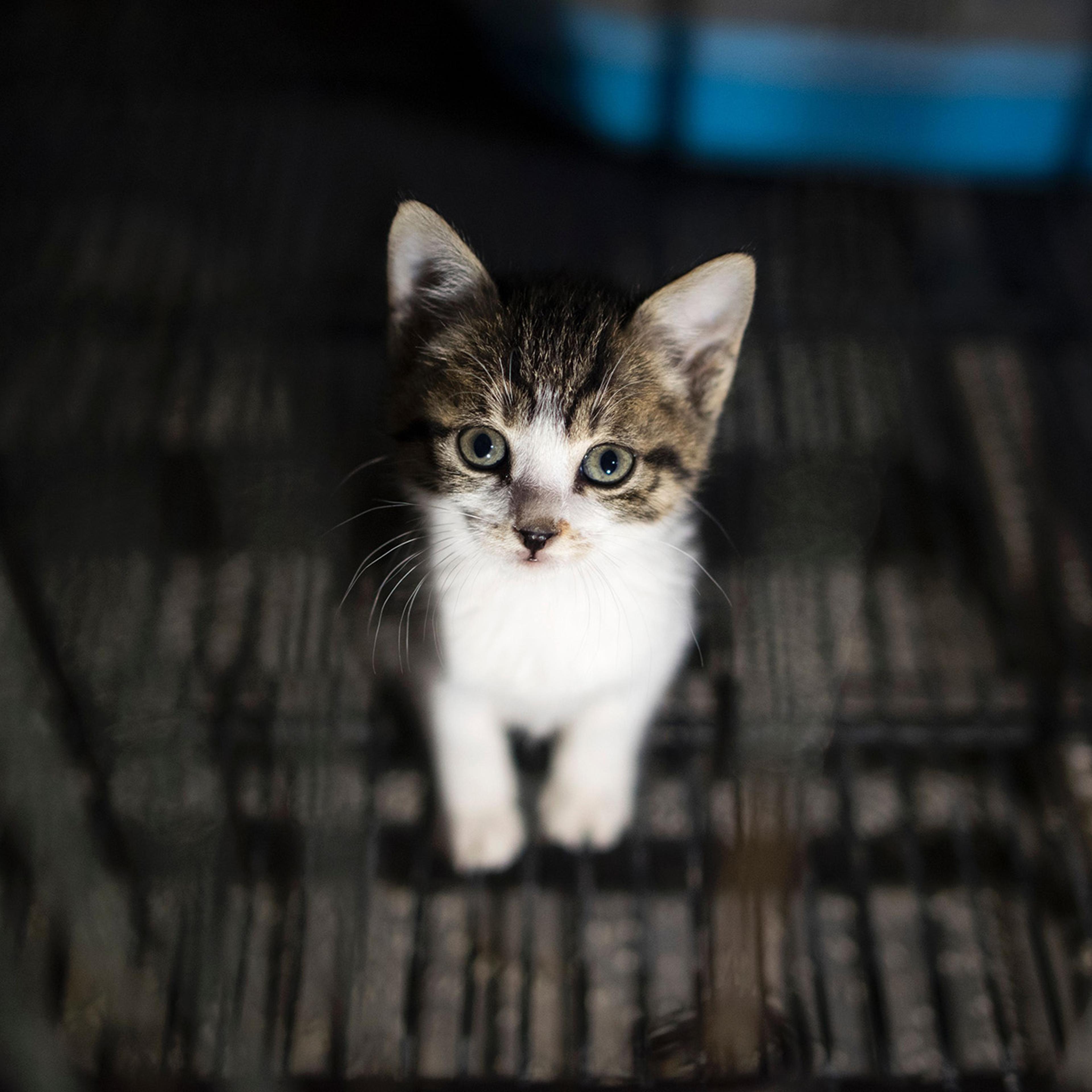 CHINA-ANIMALS-CATS