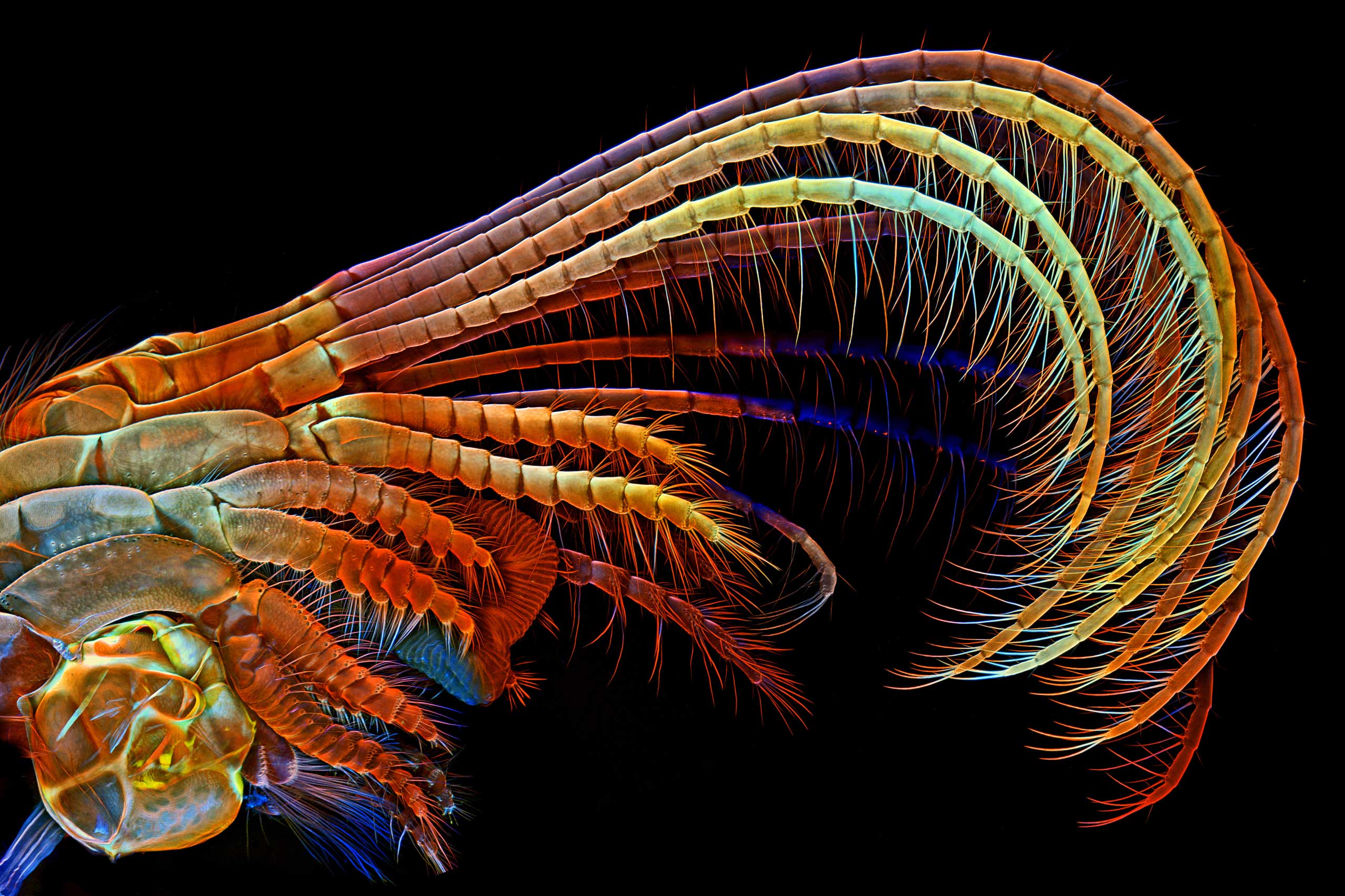 Olympus BioScapes Digital Imaging Competition Microscopic Images